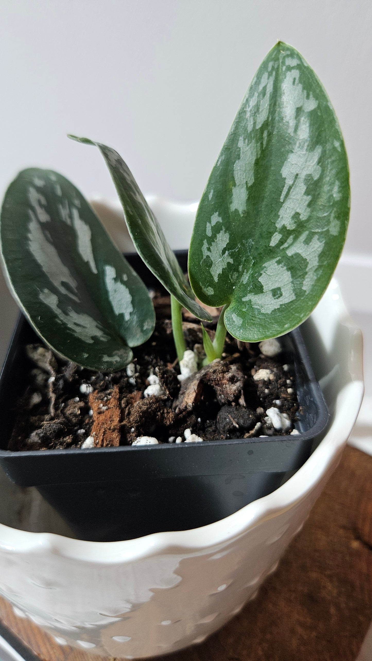 Scindapsus Black Exotica (SCI-1329)