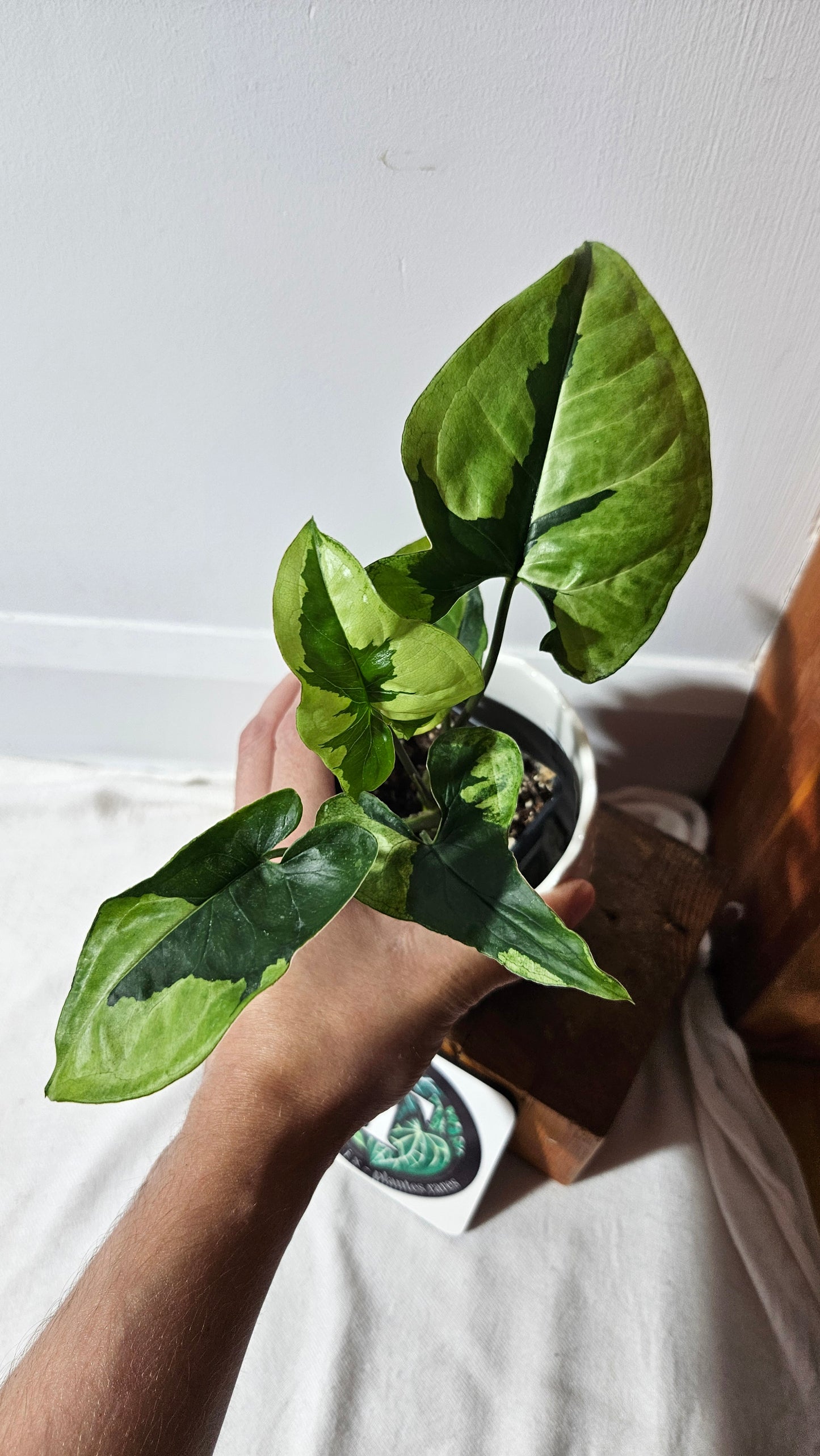 Syngonium Green Beauty (SYN-195)