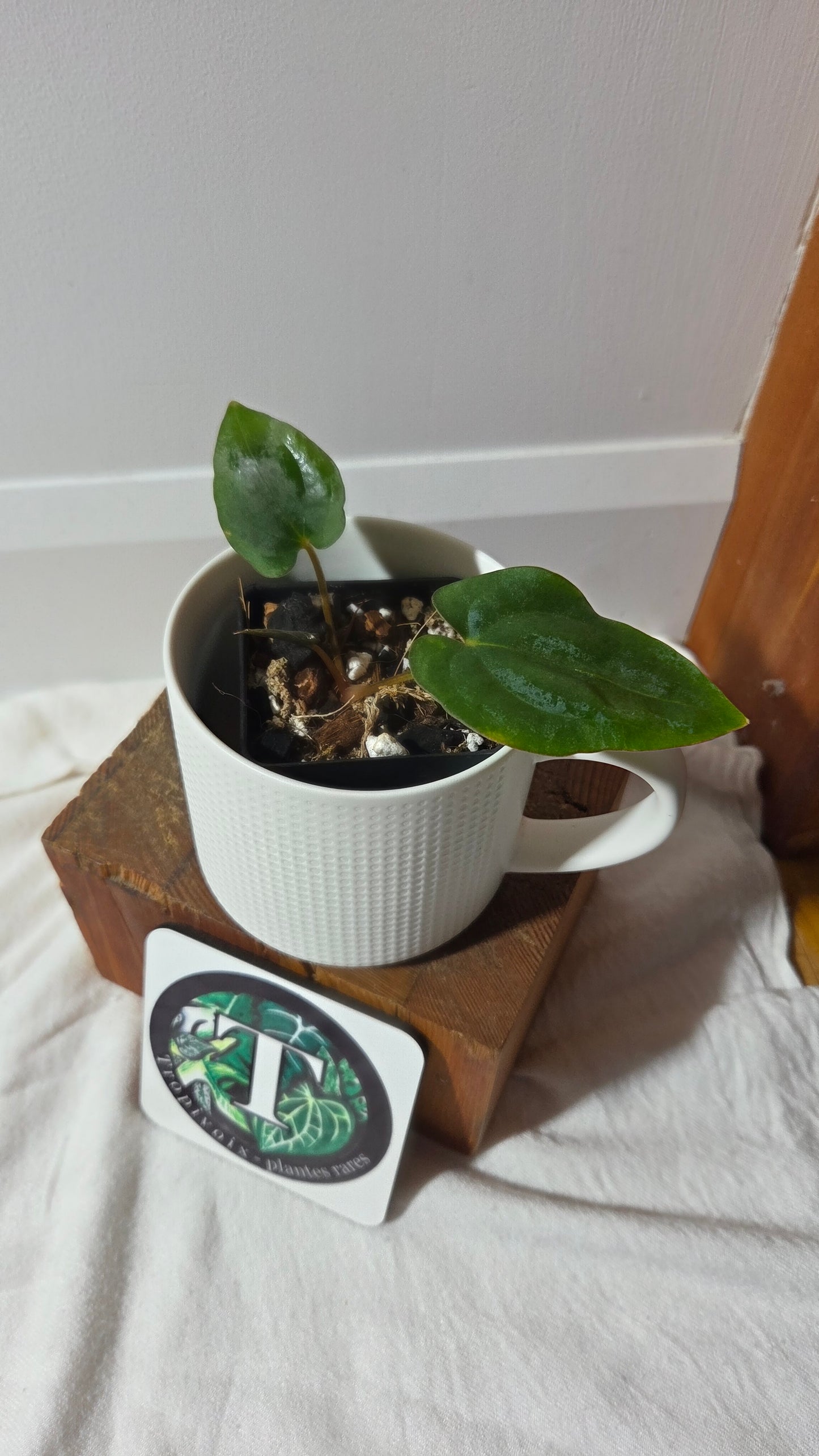 Anthurium Dressleri dark "format PETIT" (ANT-646)