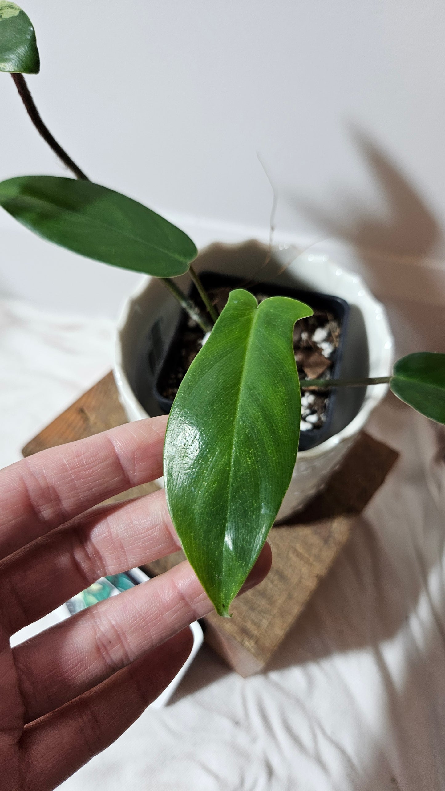 Philodendron Florida Beauty REVERT(PHI-580)