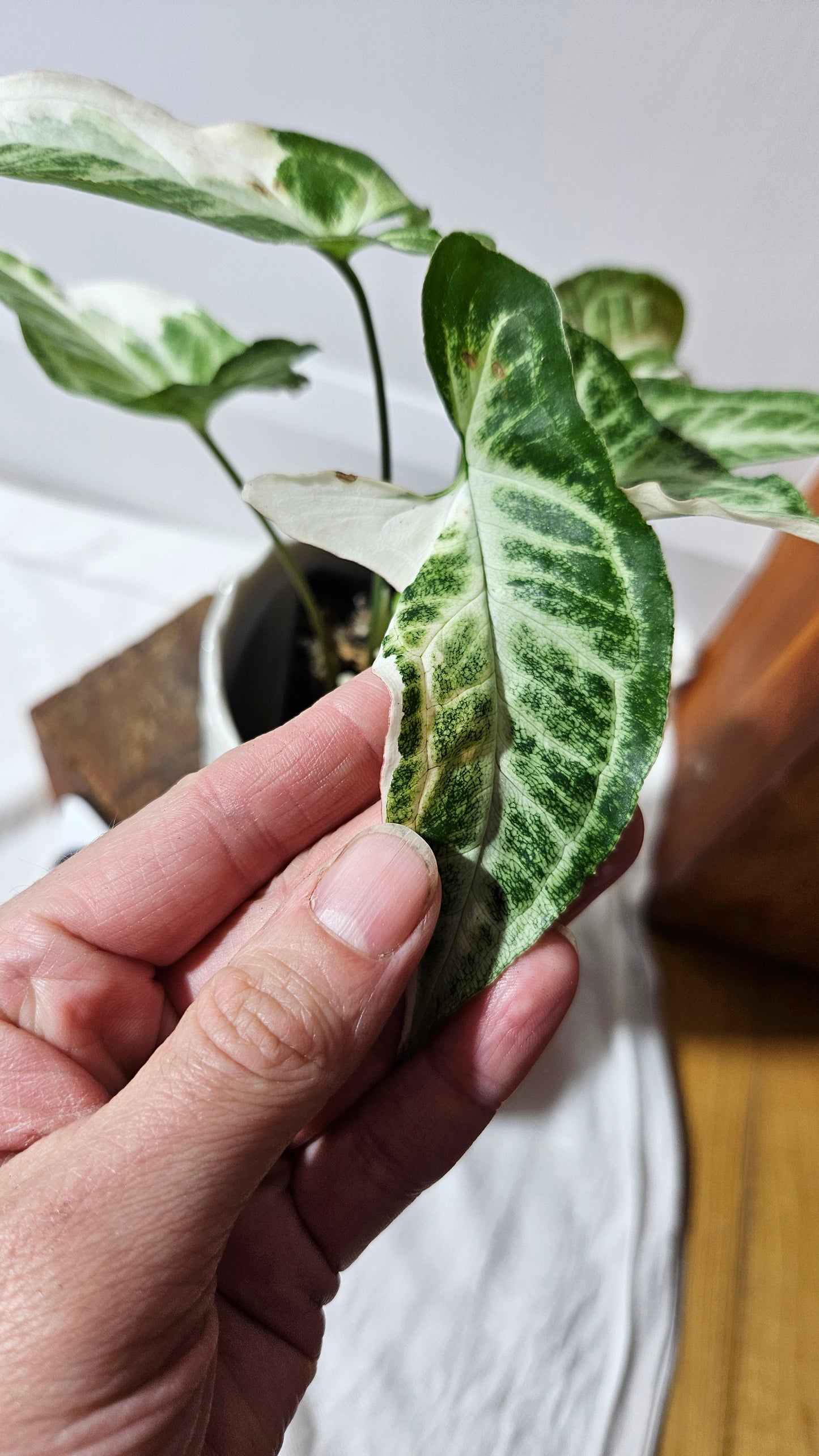 Syngonium T25 (SYN-430)