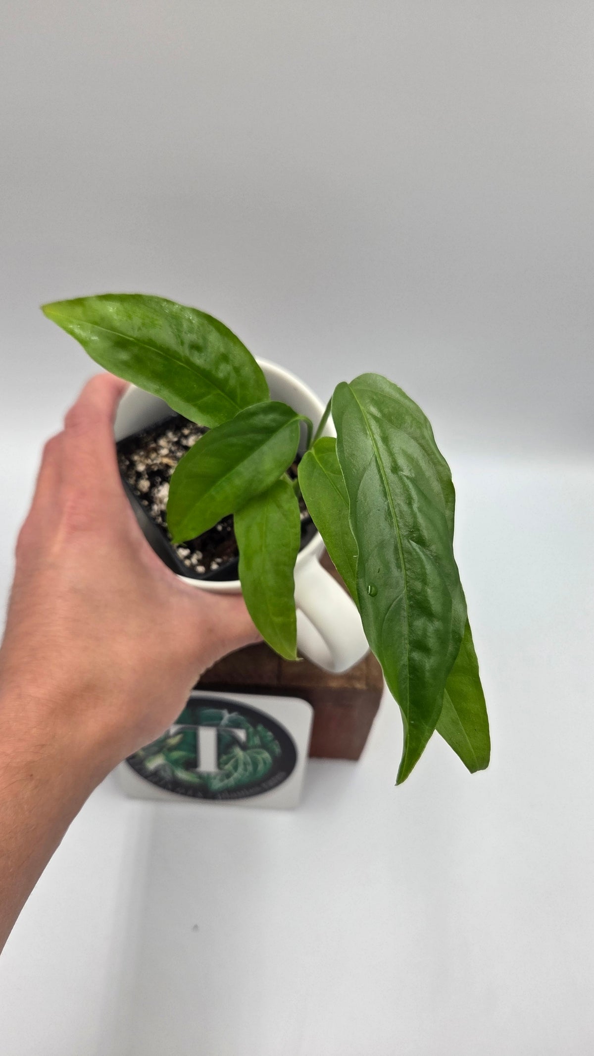 Monstera Obliqua Aff Amazonas (MON-325)