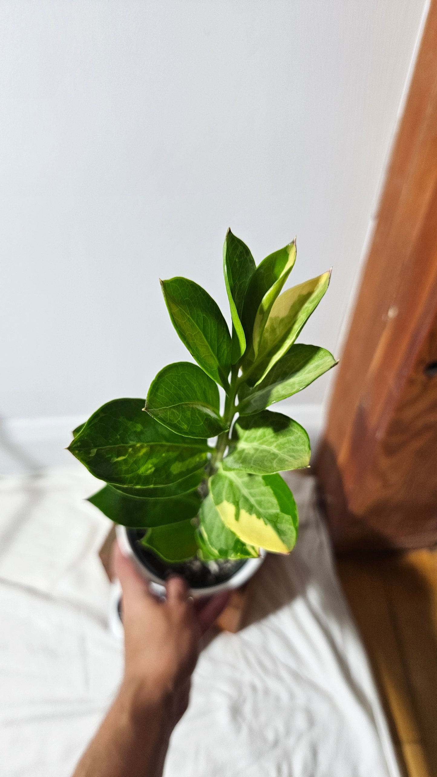 Zamioculcas zamiifolia Variegata/ZZ (AUT-032)