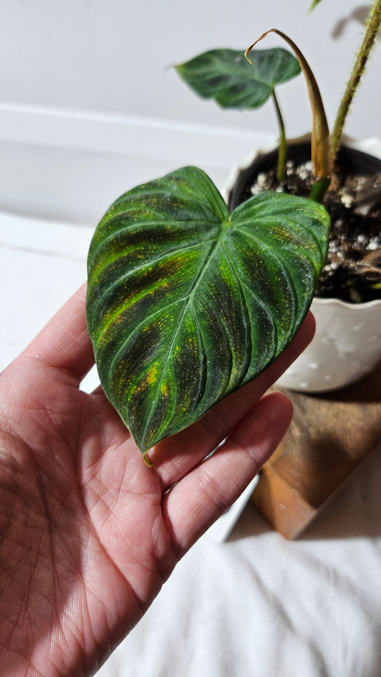 Philodendron Verrucosum Glow (PHI-809)