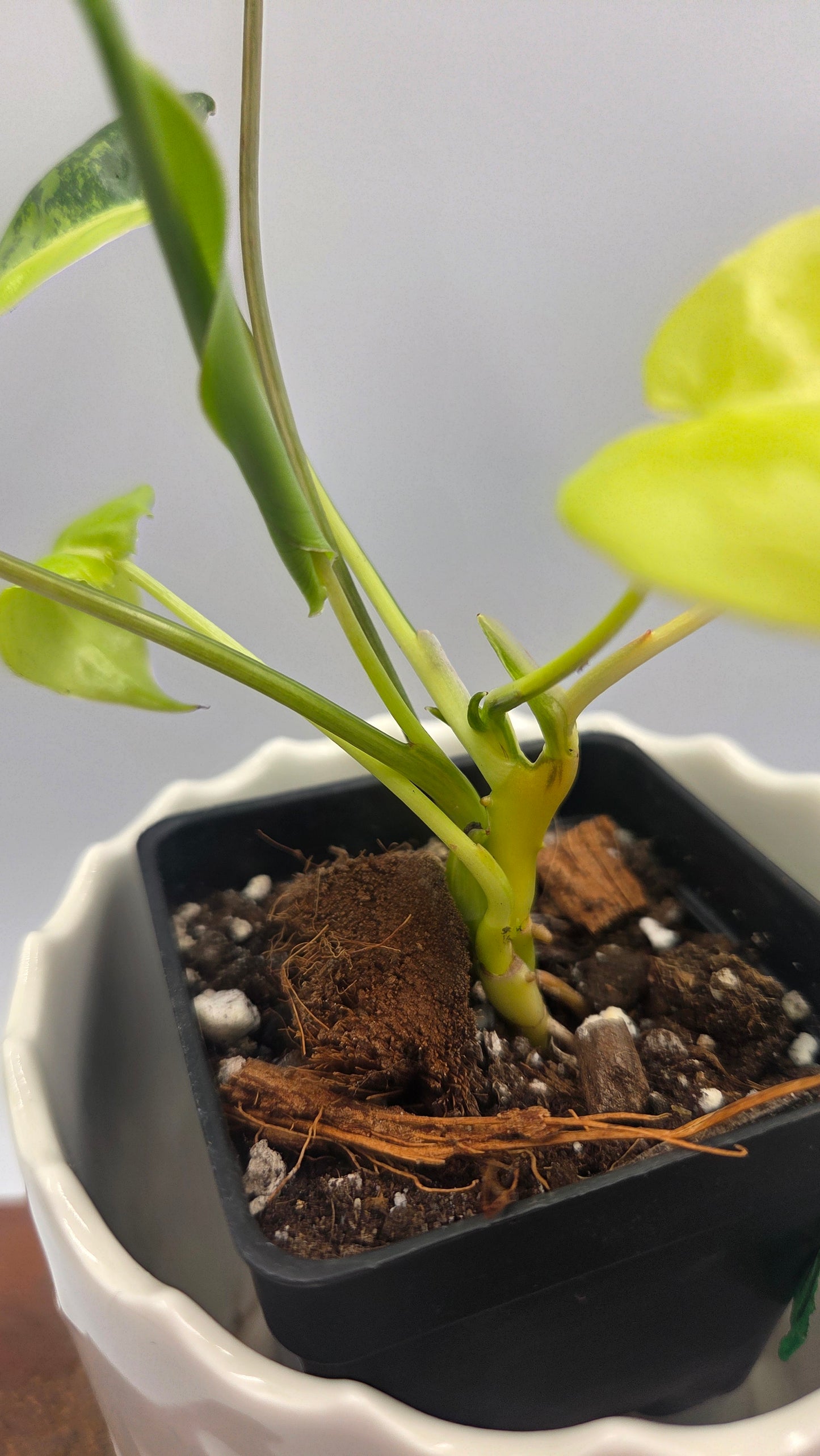 Philodendron Burlemarx Variegata (PHI-1062)