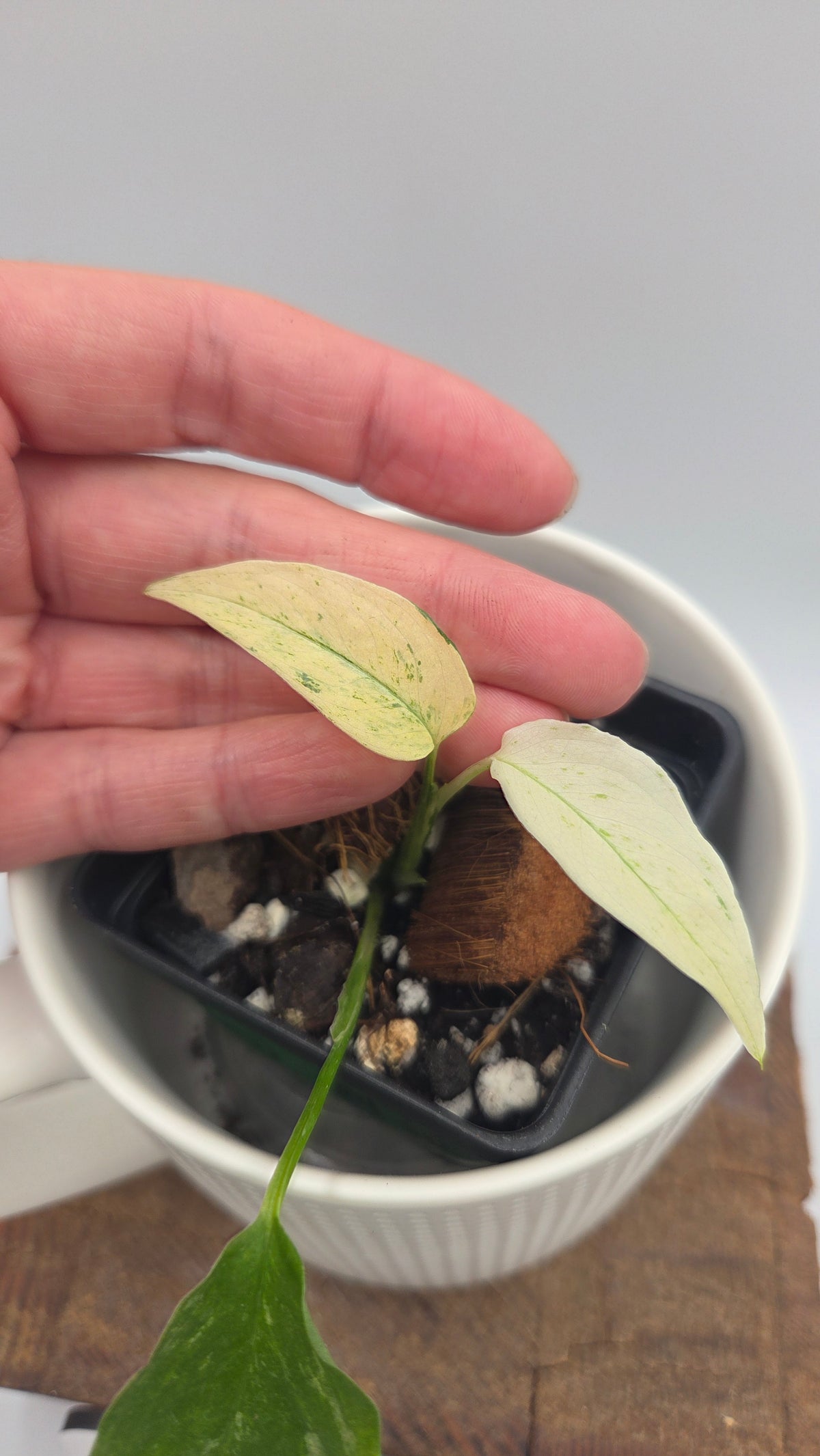 Monstera Laniata Mint (MON-576)