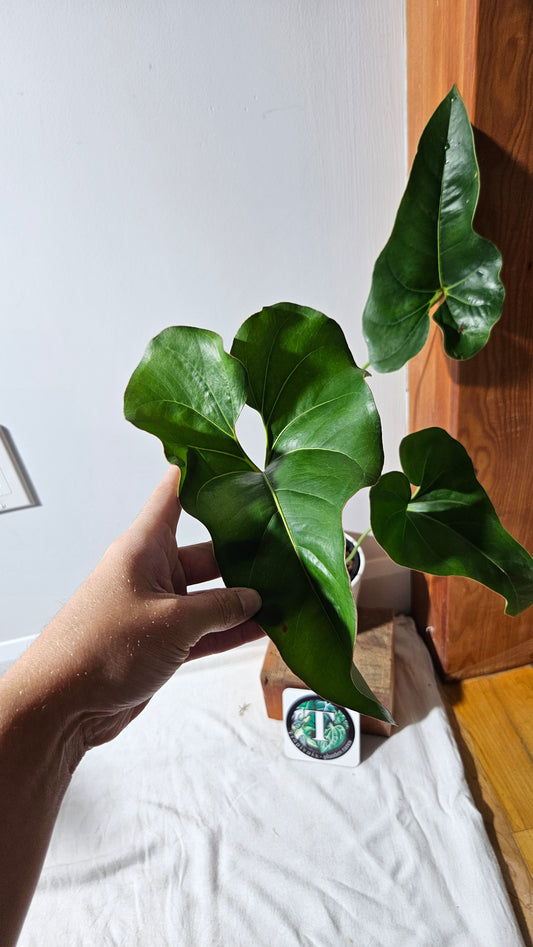 Anthurium Brownii/Corong "format LARGE" (ANT-553)