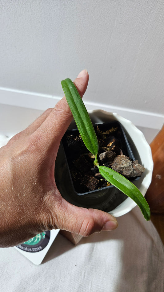 Anthurium Ceronii Aff "format PETIT"(ANT-538)
