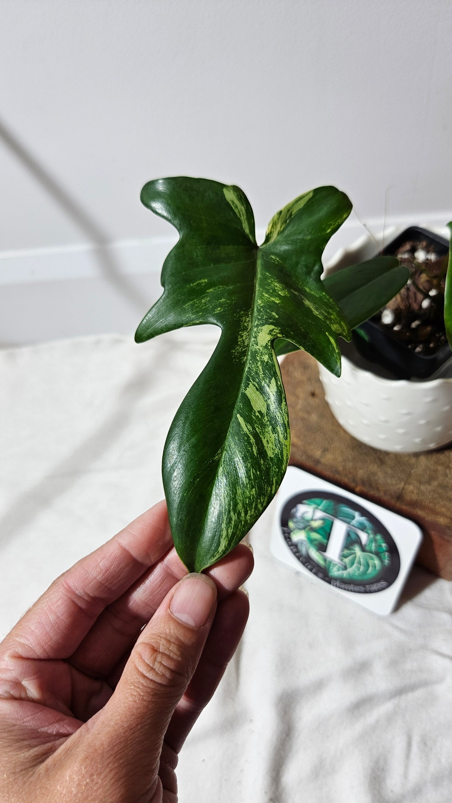 Philodendron Florida Beauty REVERT(PHI-580)