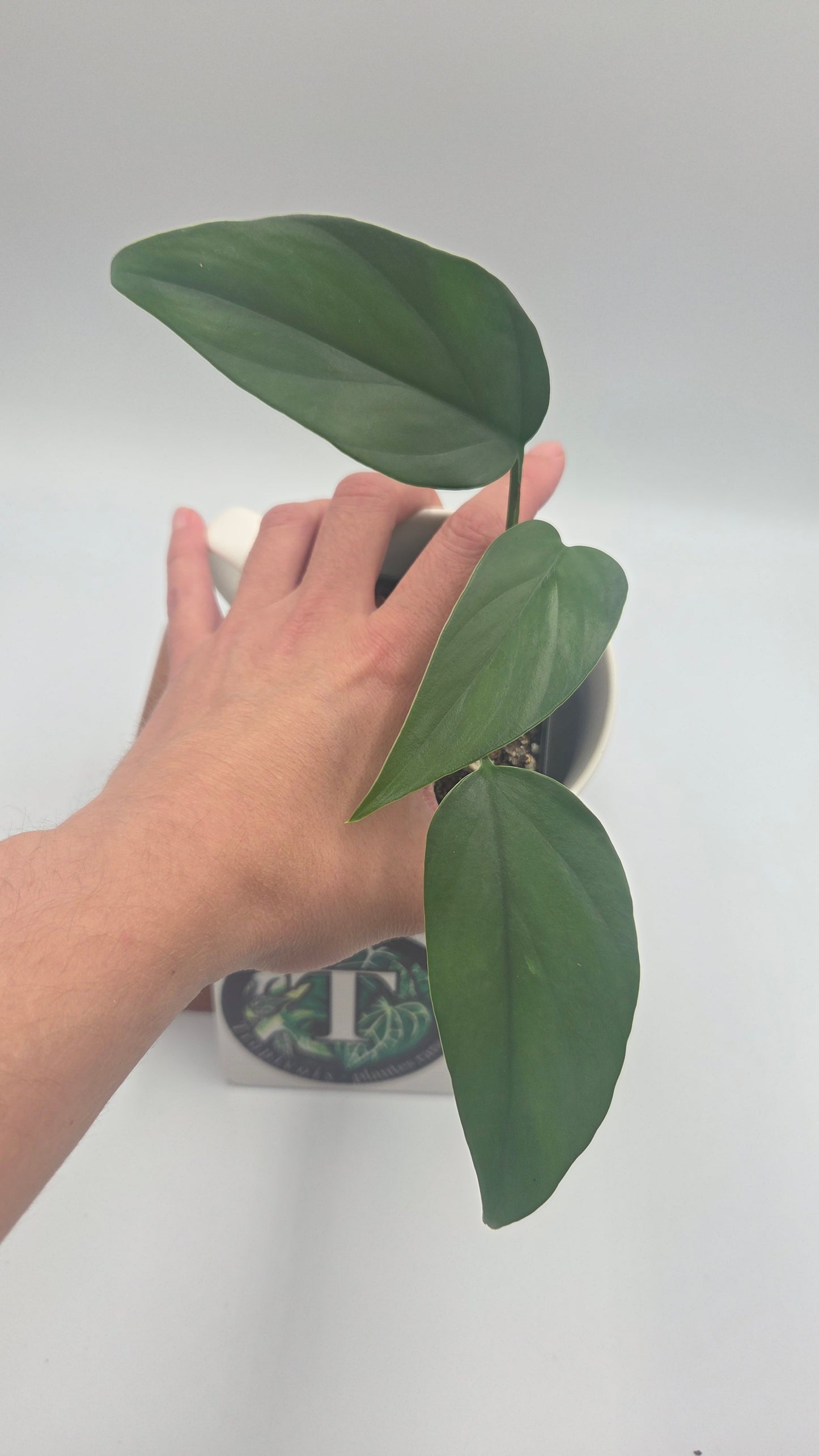 Raphidophora Pertusa (AUT-098)