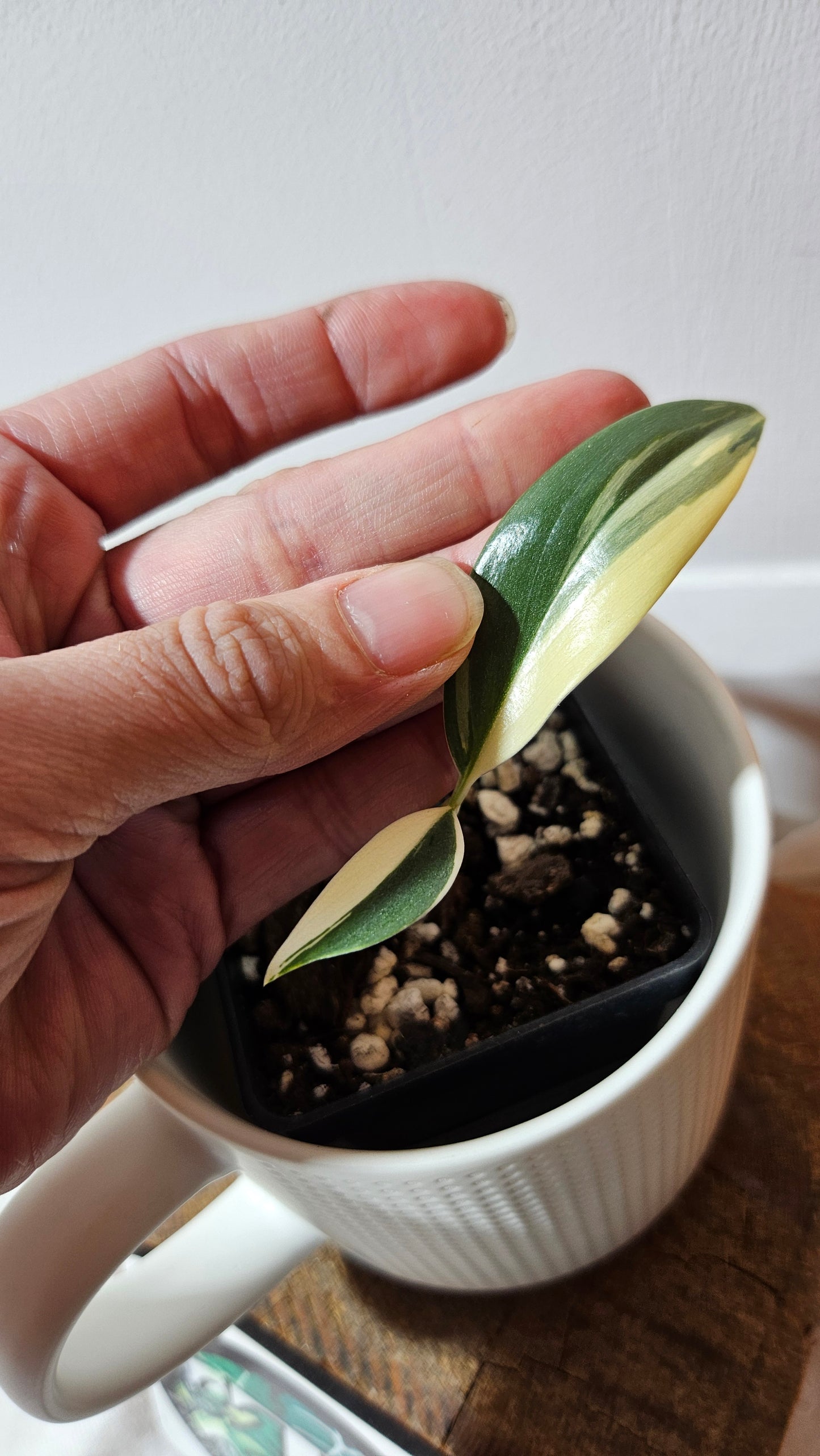 Scindapsus Hederaceus Blue Albo (SCI-1341)