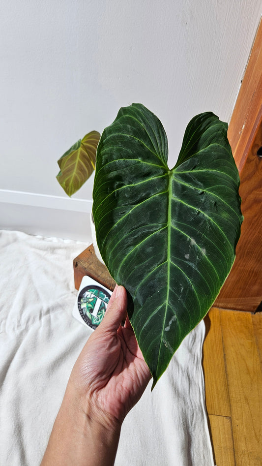 Philodendron Splendide "format LARGE" (PHI-923)
