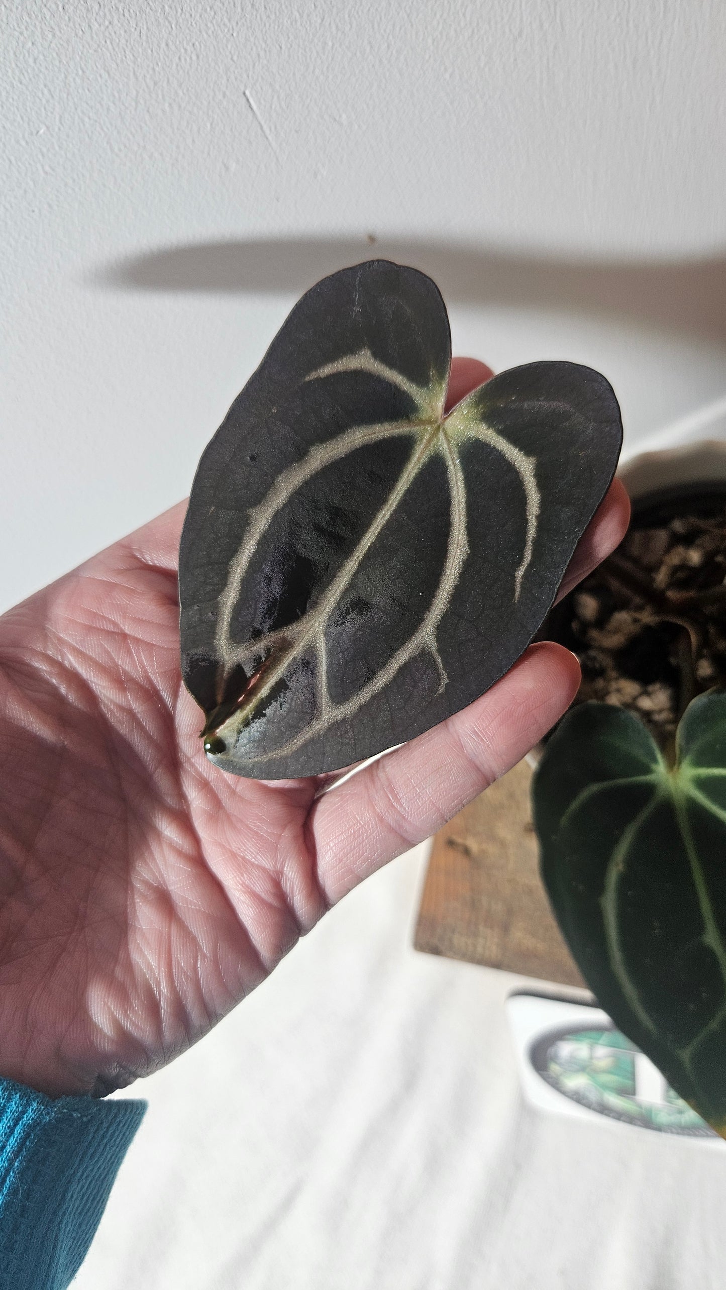 Anthurium  Carlablackiae (d'équateur) "format MOYEN" (ANT-392)