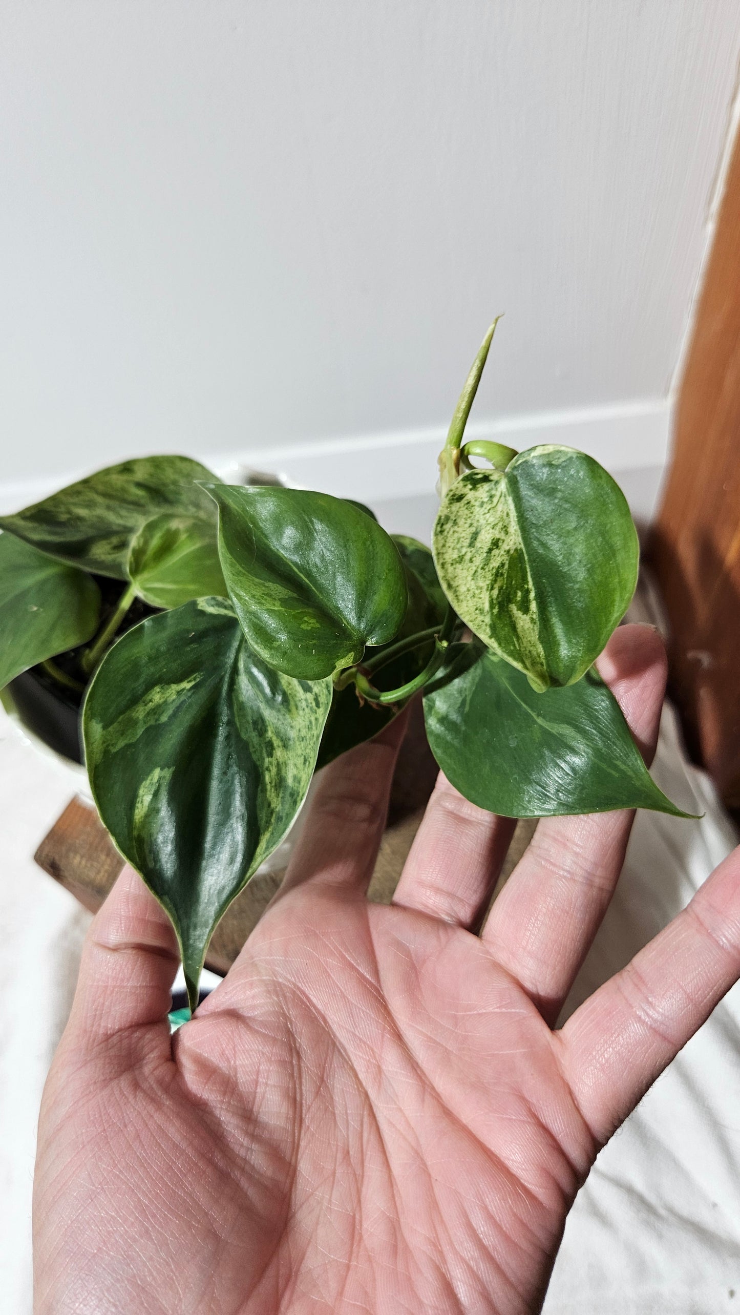 Philodendron Hederaceum Variegata (PHI-558)