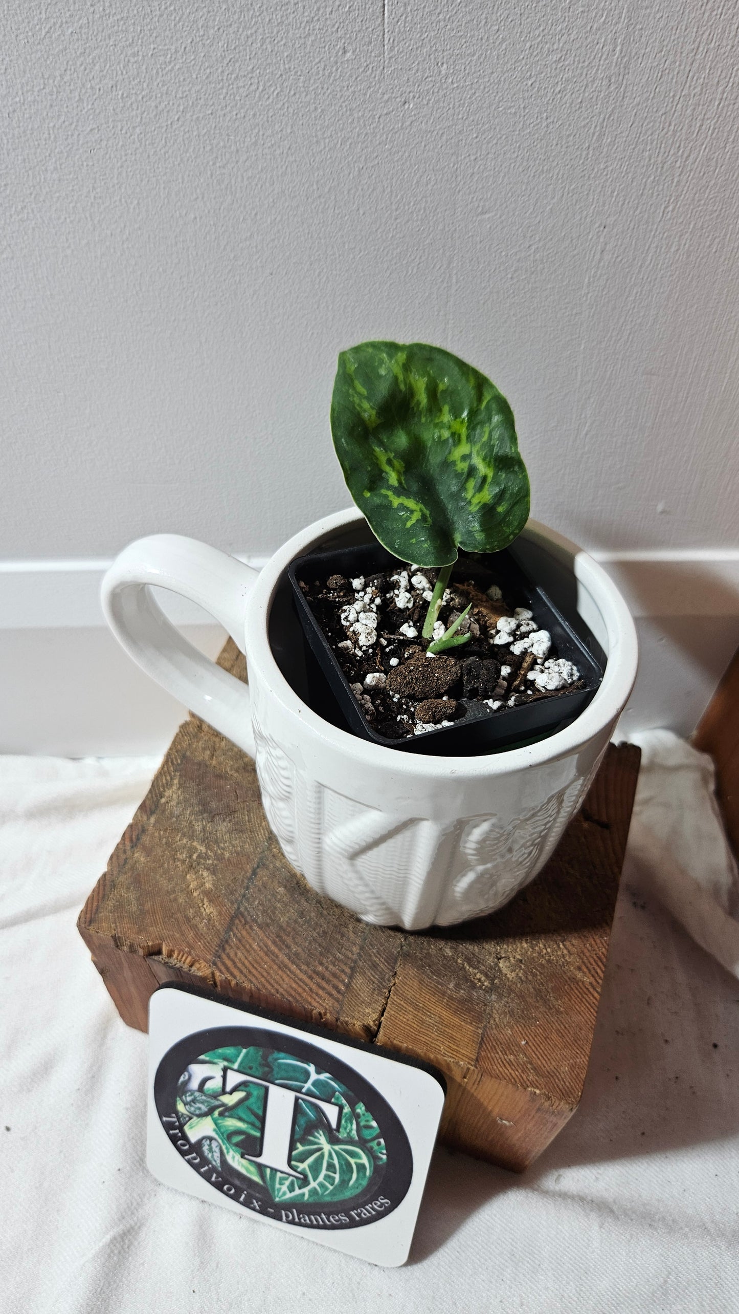 Scindapsus Macan (SCI-1269)