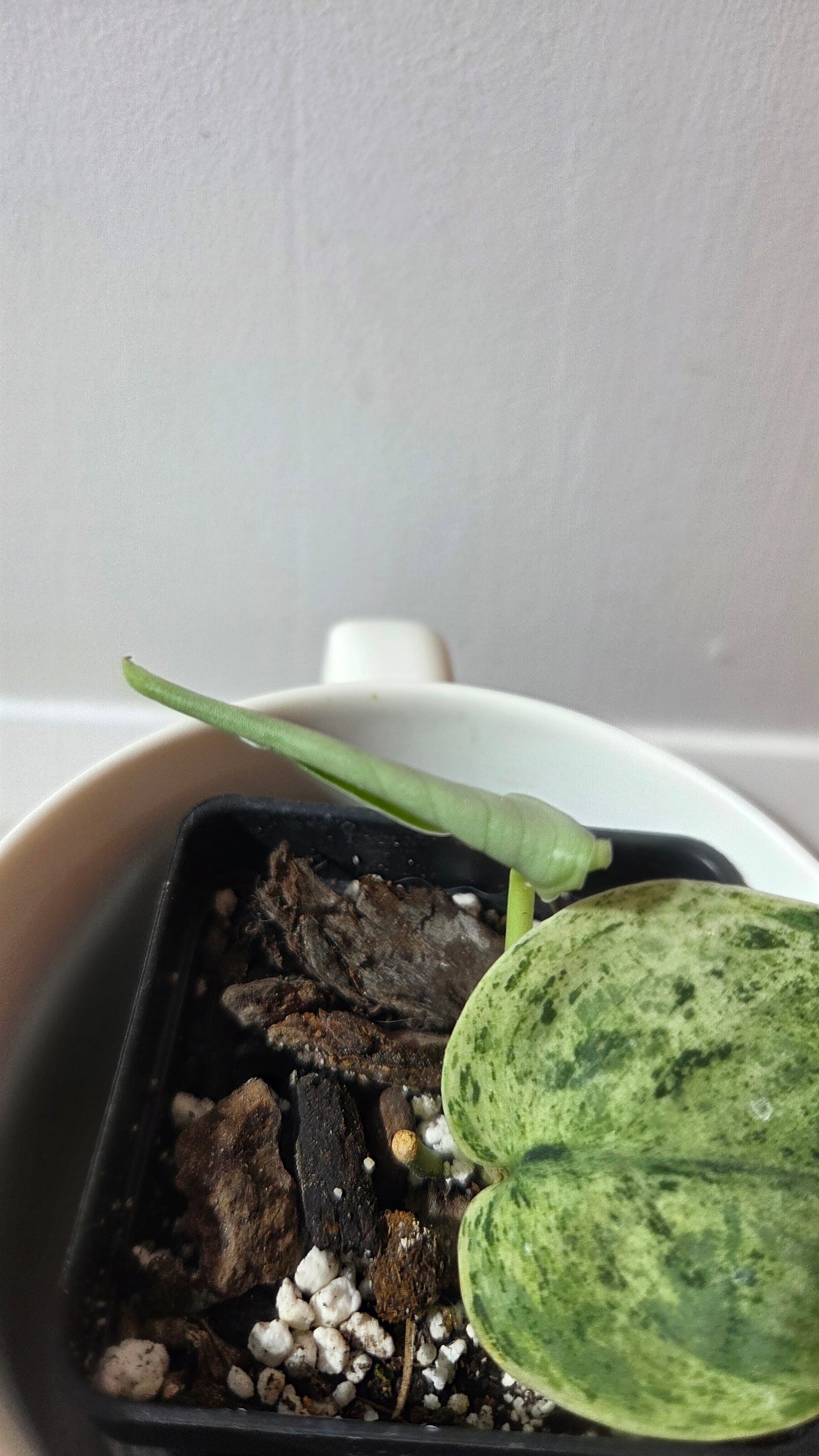 Scindapsus Silver Cloud variegata (SCI-1366)