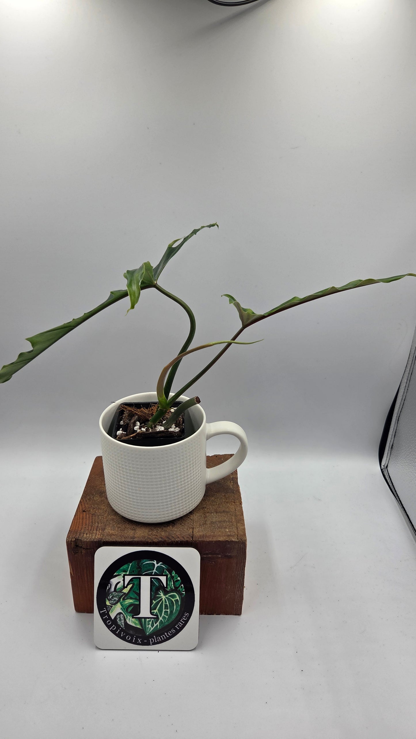 Philodendron Lavinia /(Paloraense cf X Tortum) (PHI-1080)