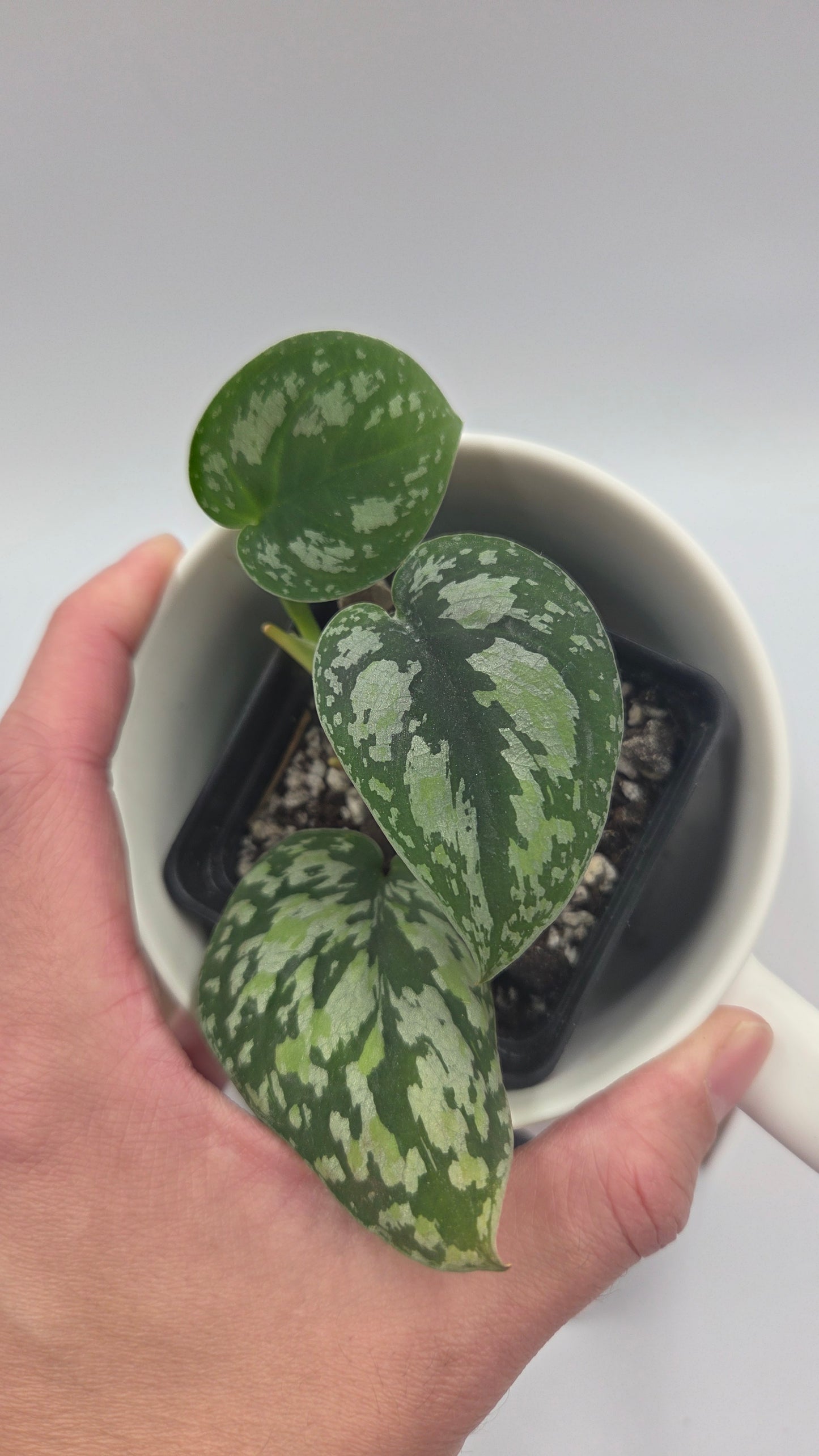 Scindapsus Tricolor Dark Form (SCI-1484)