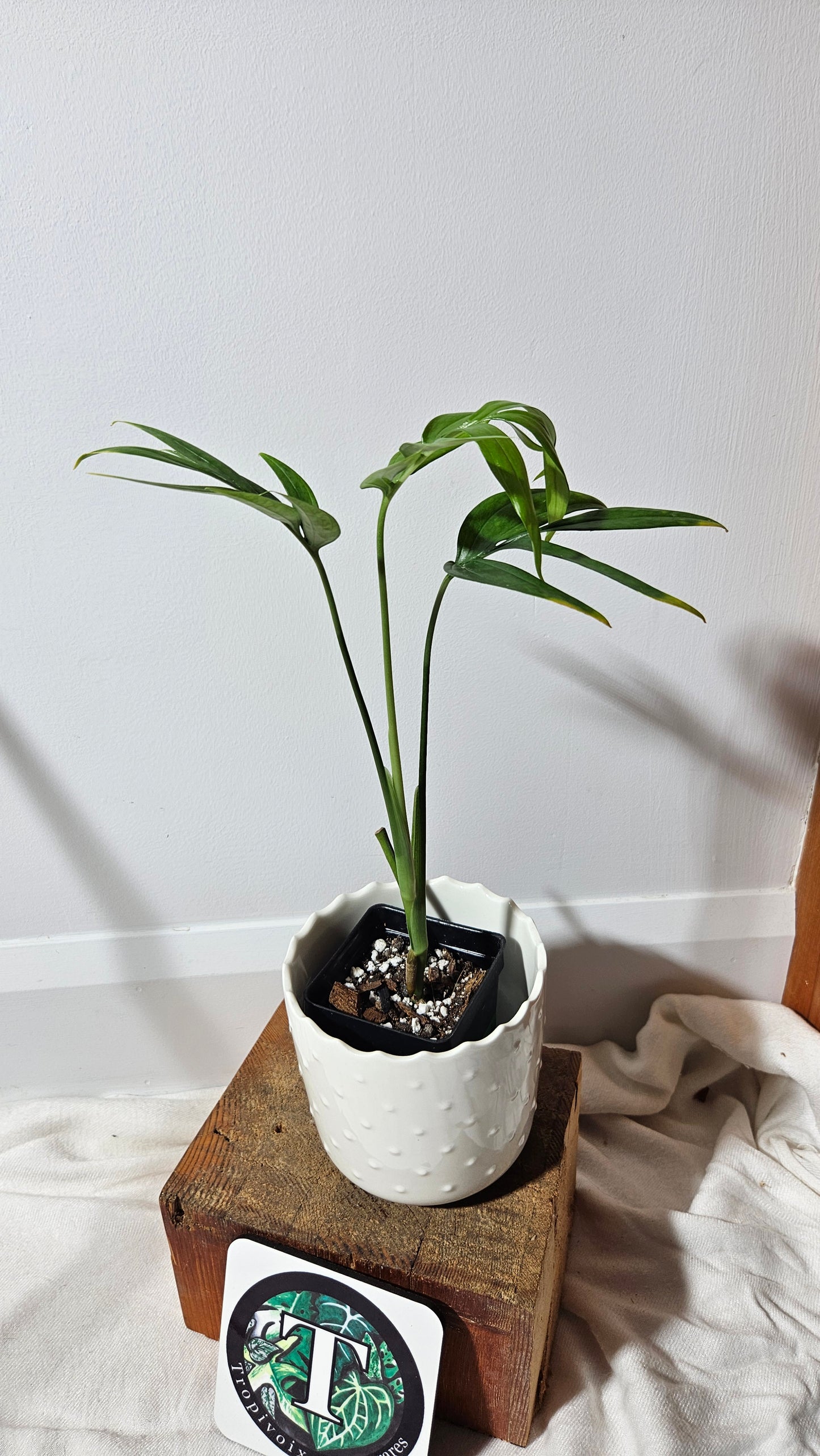 Monstera Subpinnata (MON-203)