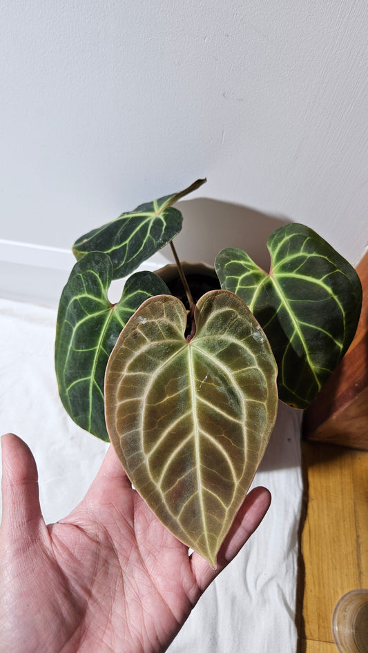 Anthurium Besseae Aff Velvet "Format MOYEN" (ANT-270)