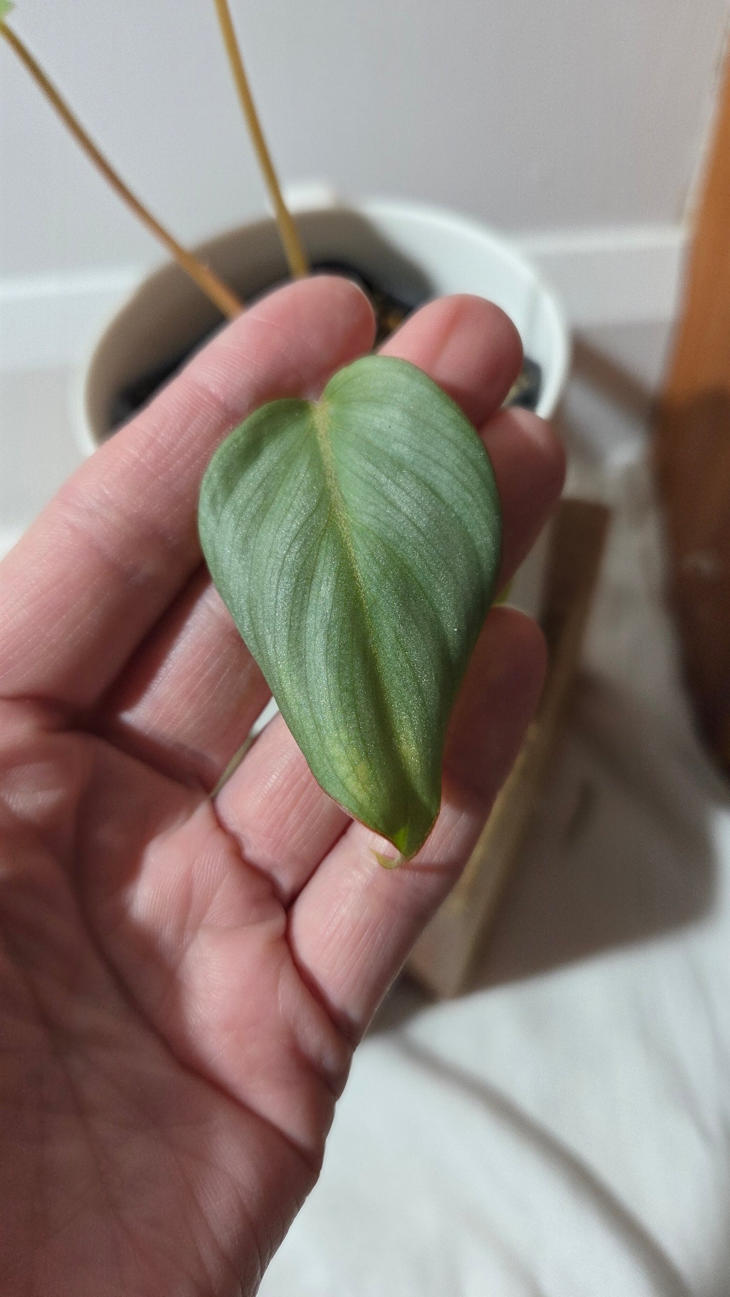 Philodendron Gloriosum Veins (PHI-682)