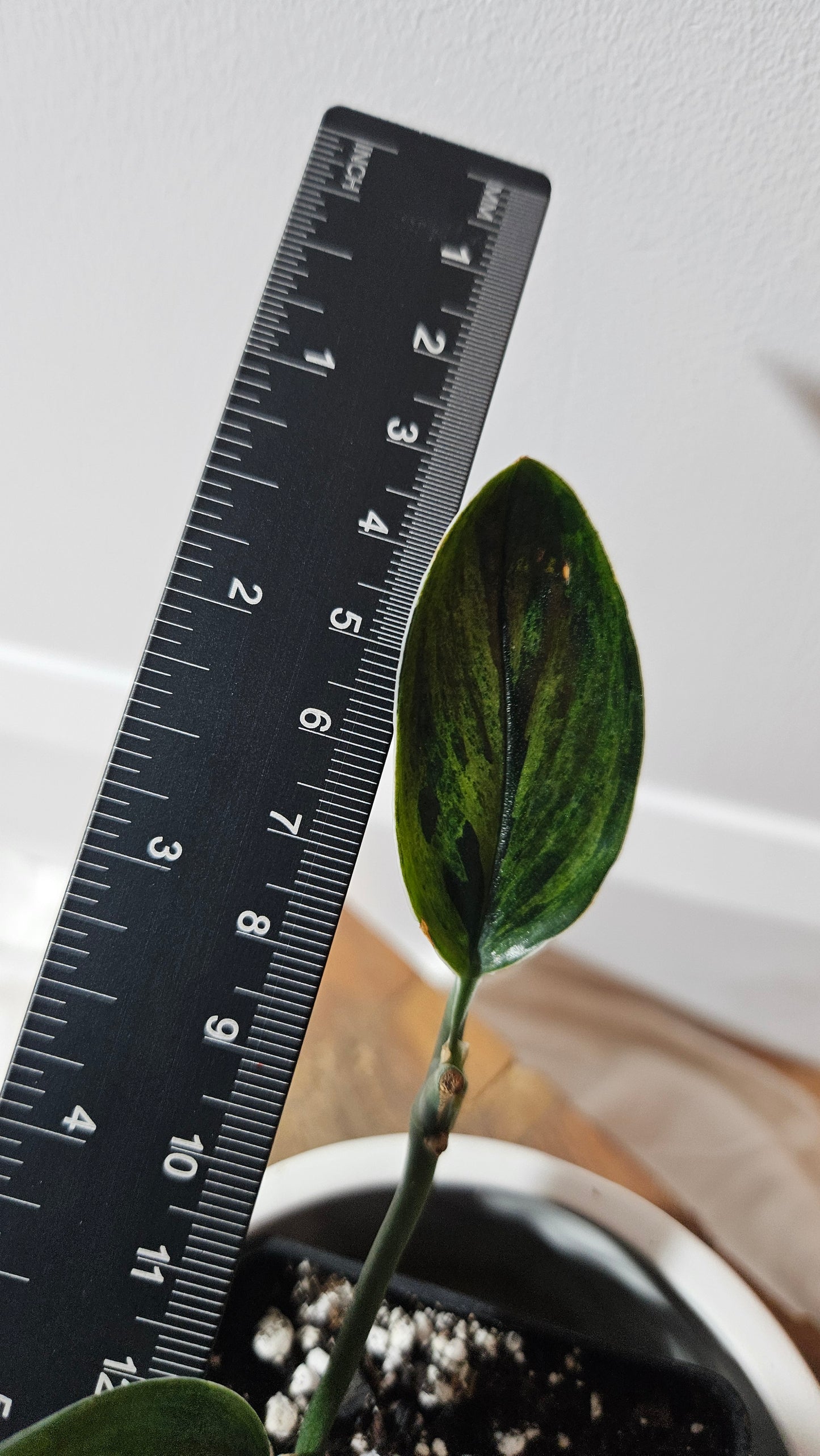 Scindapsus Treubii Dark Form Néon/Mutation (SCI-1273)
