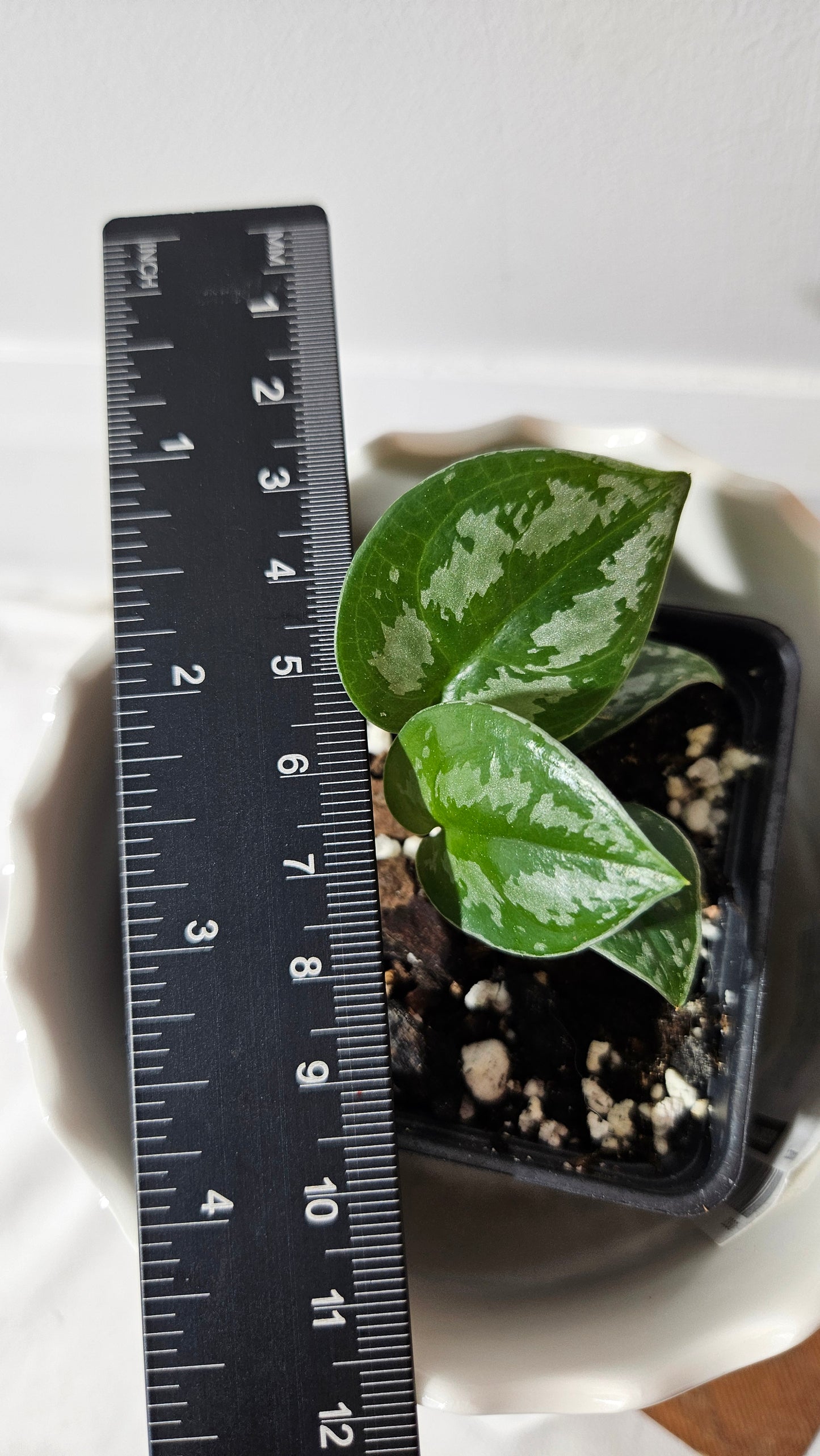 Scindapsus Dark Tricolore (SCI-1041)