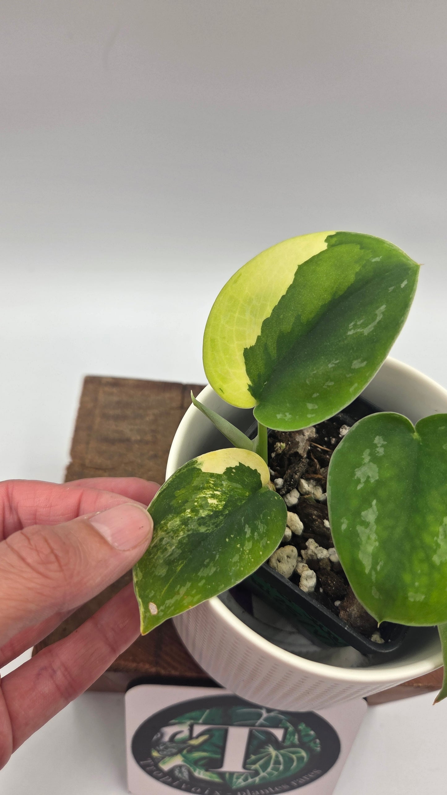 Scindapsus Swarnabhumi  (SCI-1082)