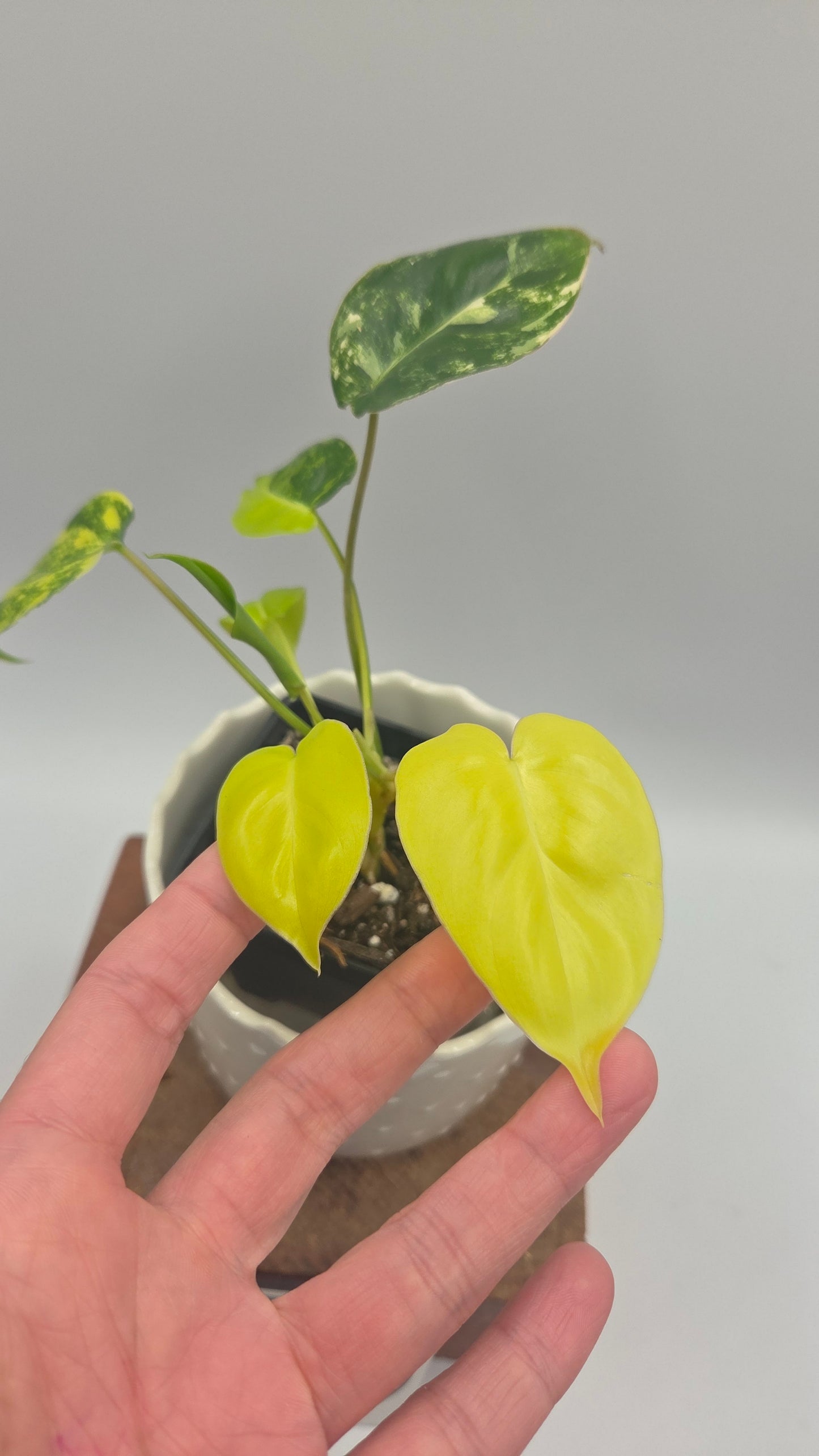 Philodendron Burlemarx Variegata (PHI-1062)