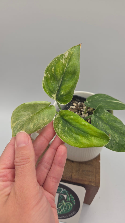 Scindapsus Exotica Salaka Tricolore (SCI-896)