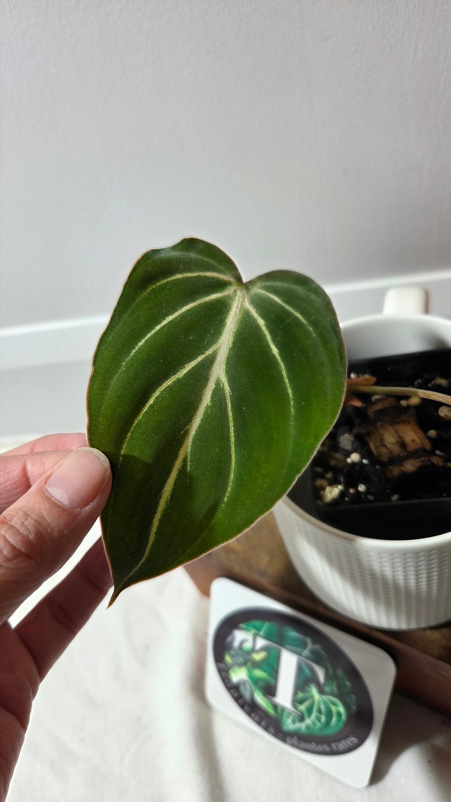 Philodendron Gloriosum Pink (PHI-998)