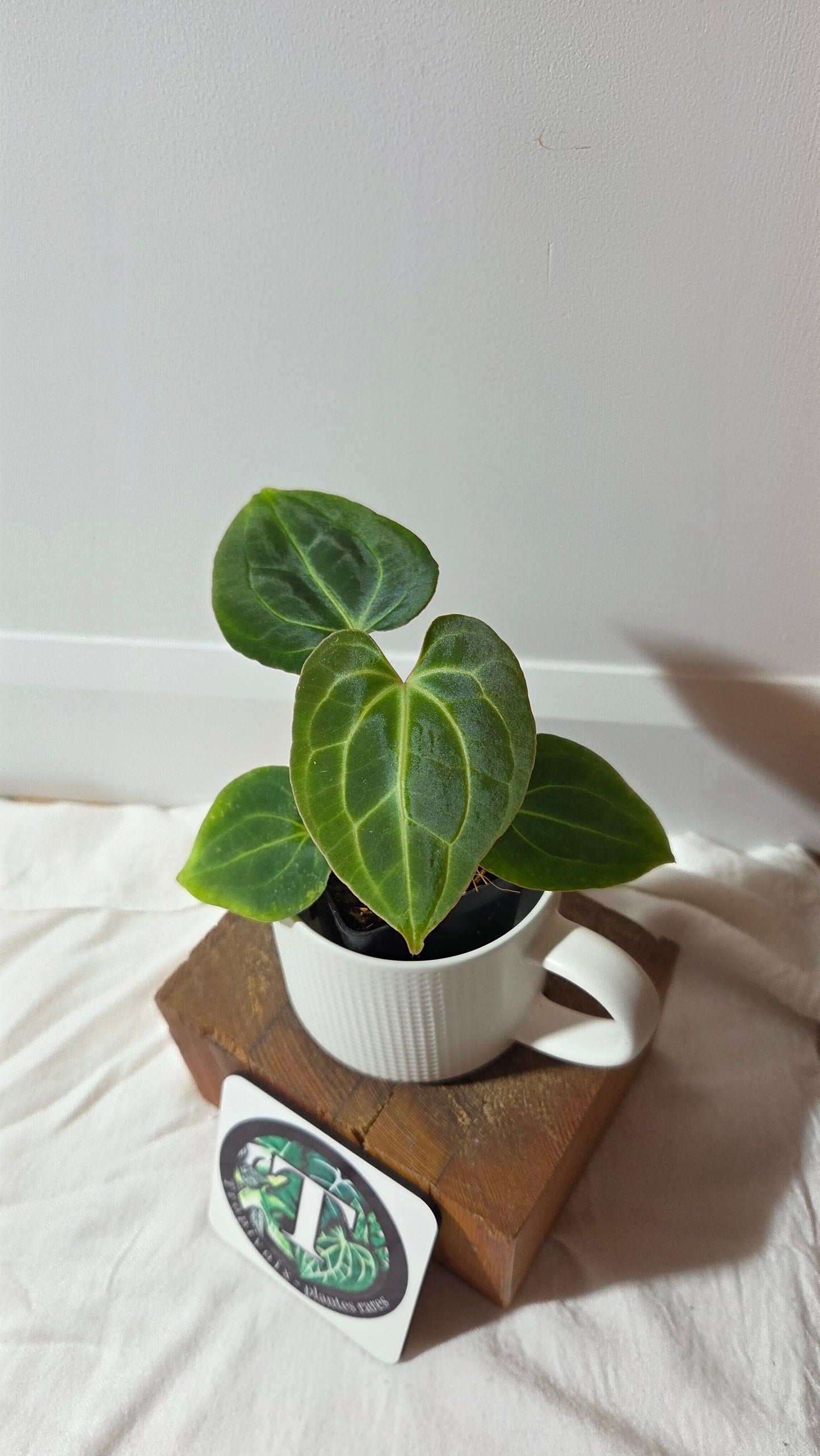 Anthurium Besseae Aff Dark "Format PETIT" (ANT-666)