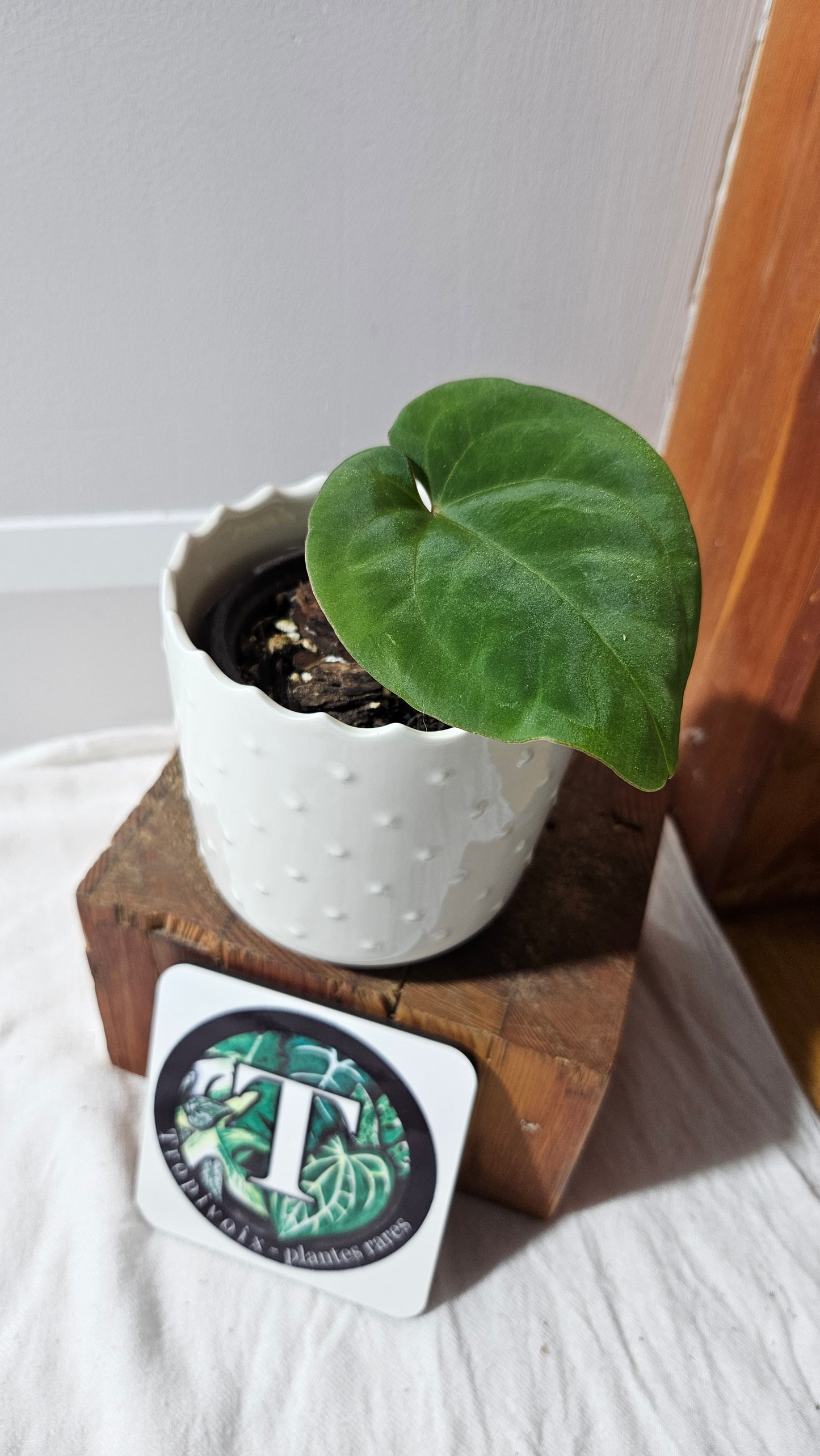 Anthurium Black Velvet Panama"format MOYEN" (ANT-619)