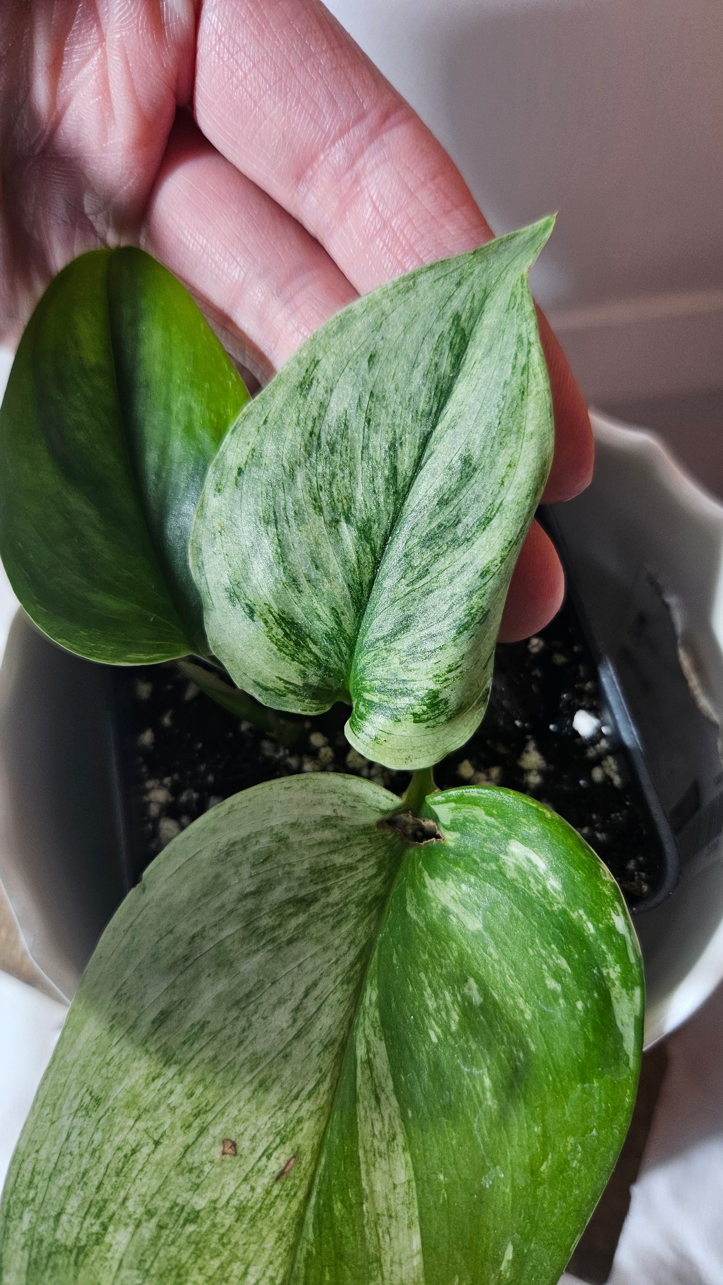 Scindapsus Treubii Moonlight White Marble (SCI-905)