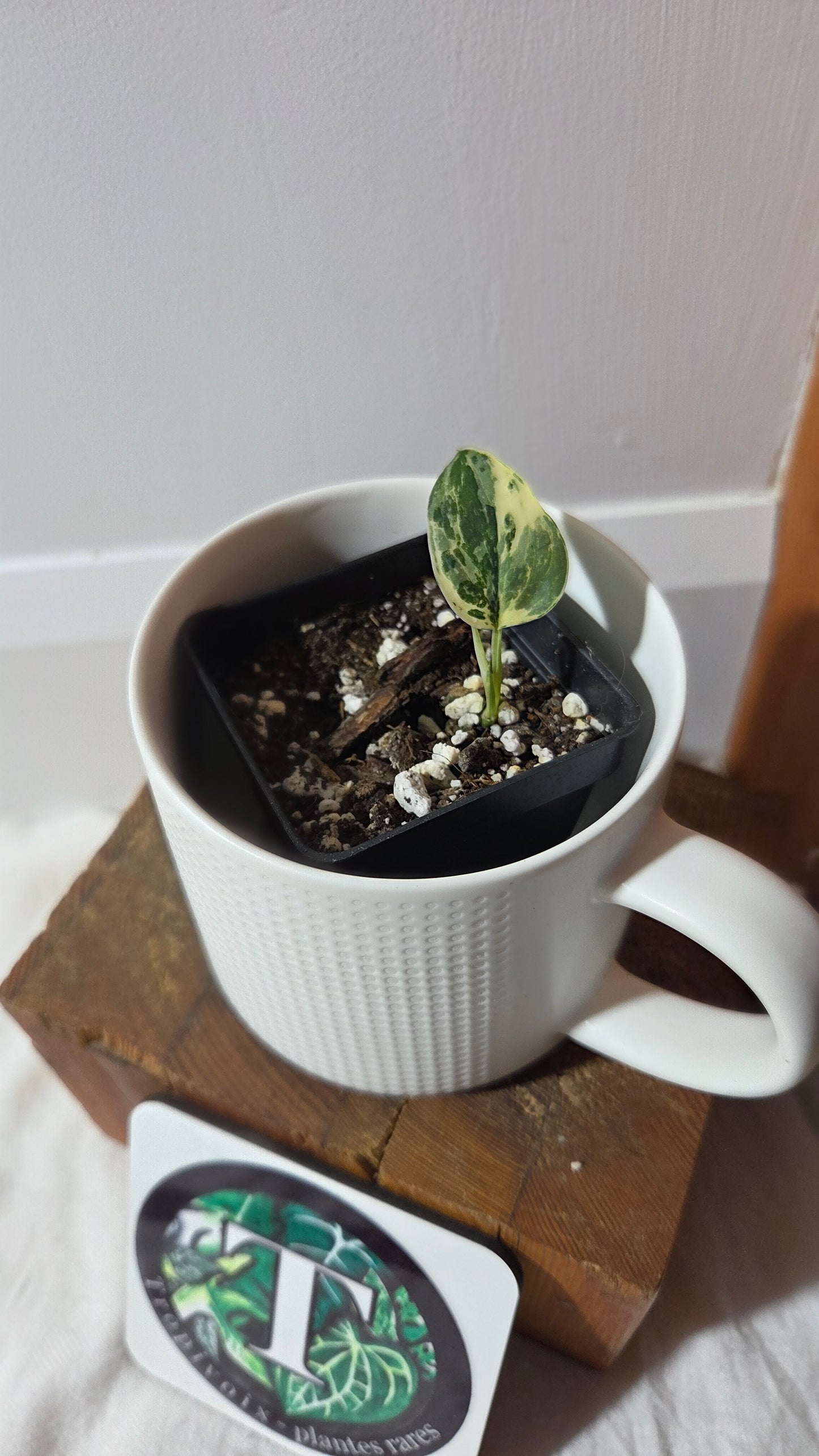 Scindapsus dark Satin Albo (SCI-1372)