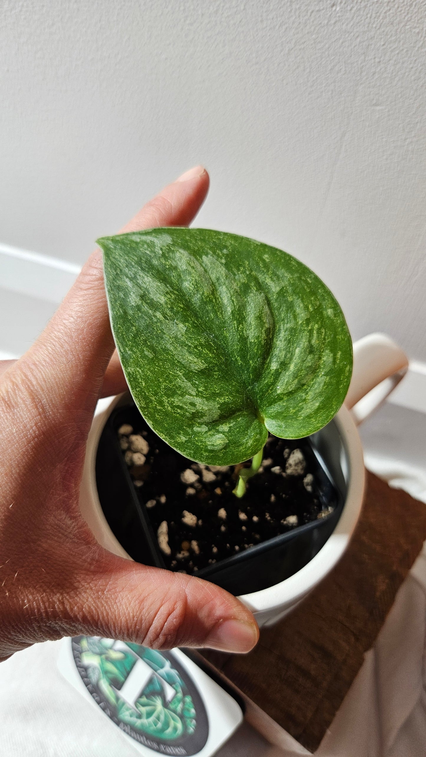 Scindapsus Exotica Pictus mint (SCI-1124)