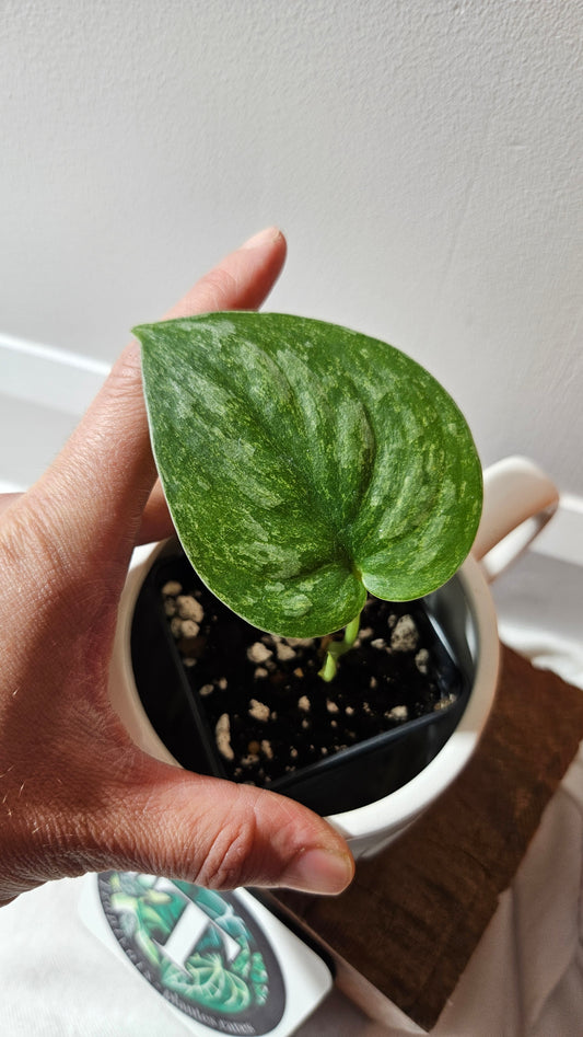 Scindapsus Exotica Pictus mint (SCI-1124)