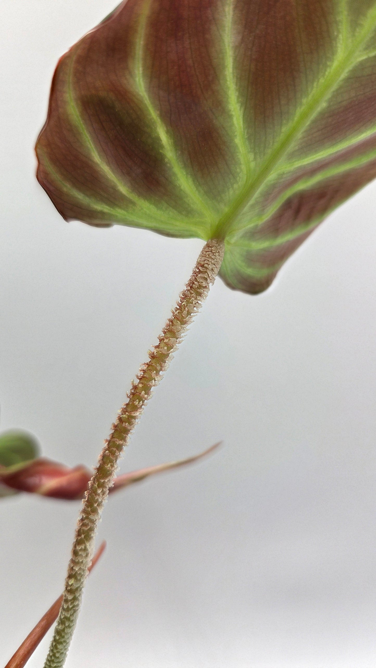 Philodendron Verrucosum Resplandeciente (PHI-887)