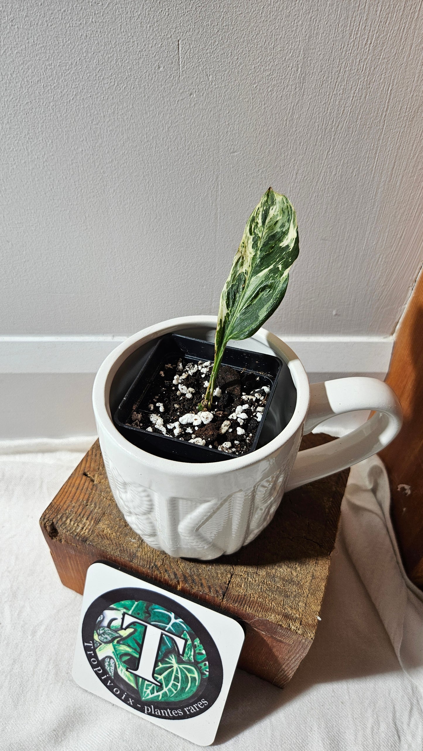 Scindapsus Treubii Dark Form marble "curly leaf" (SCI-1078)