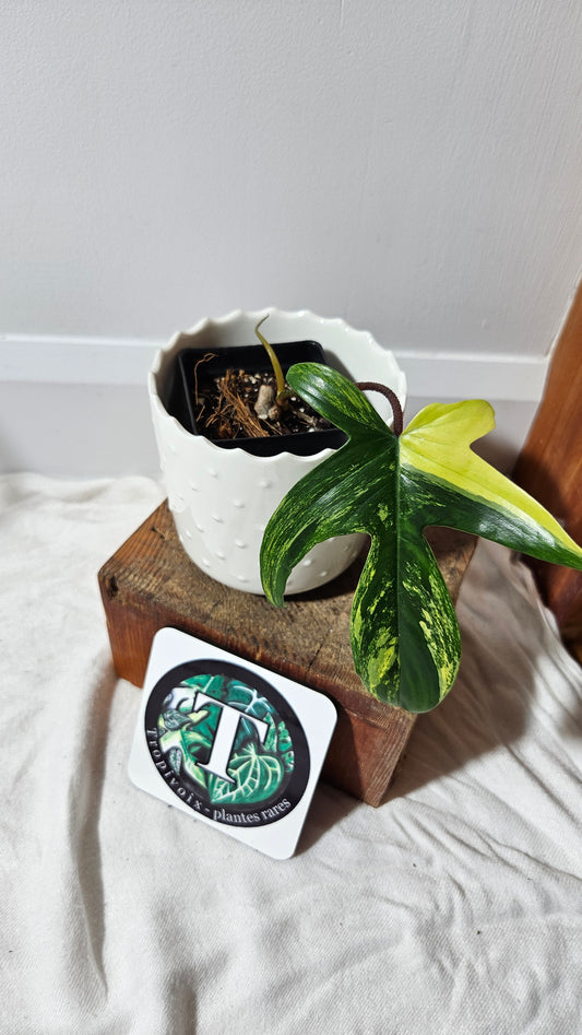 Philodendron Florida Beauty (PHI-579)