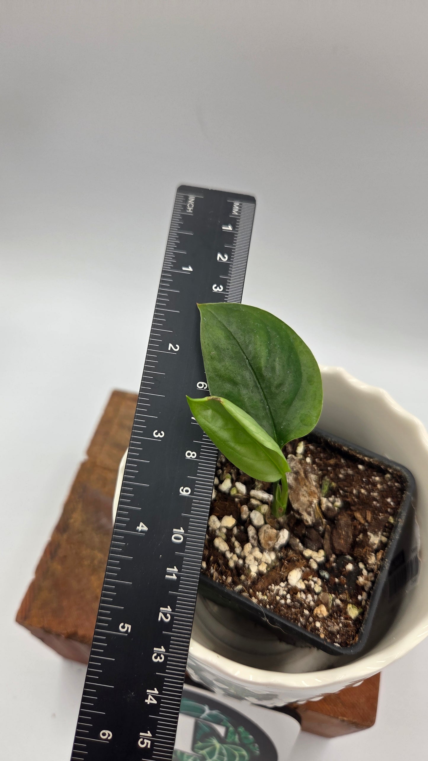Monstera Obliqua Aff Amazonica (MON-247)