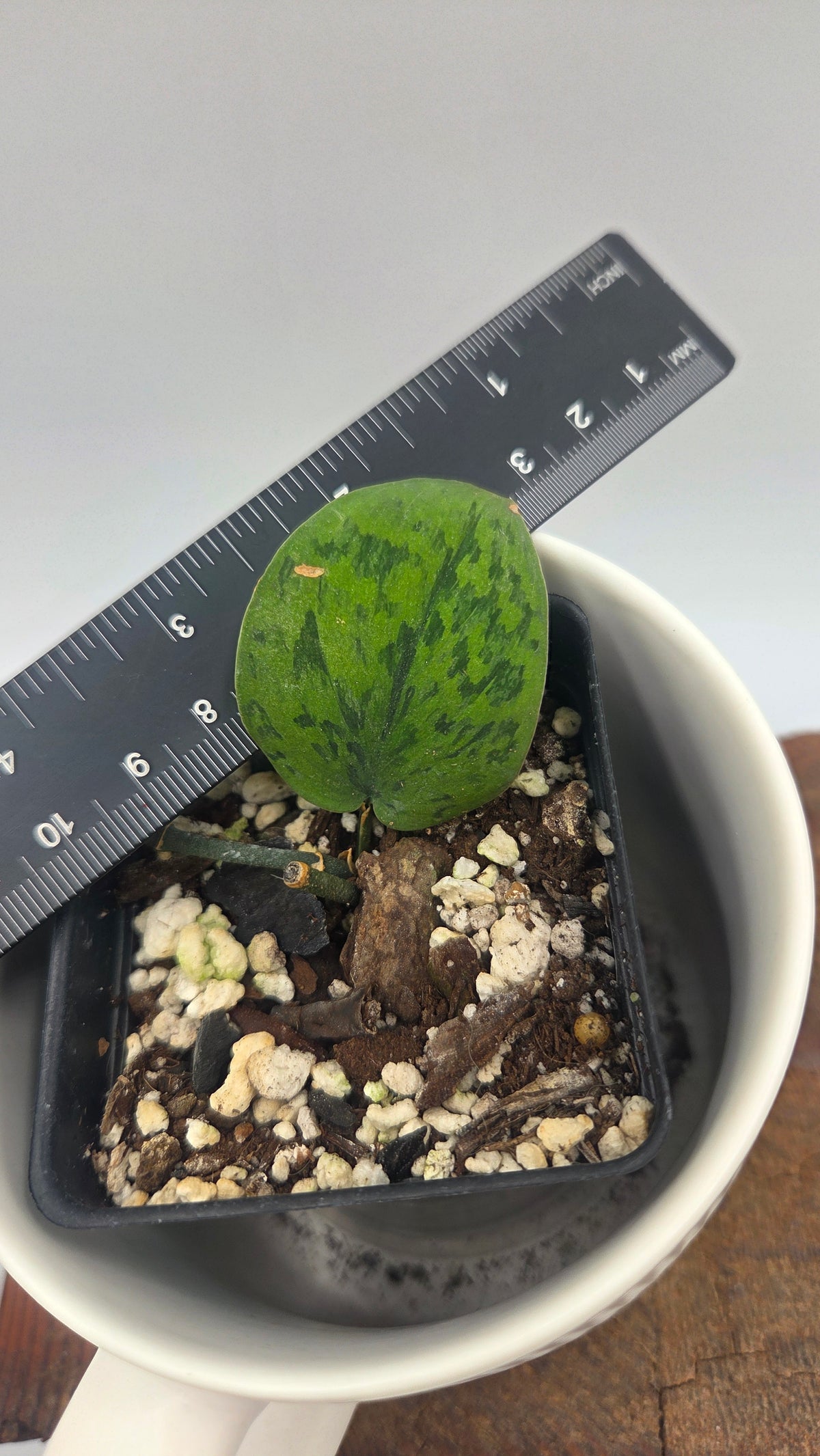 Scindapsus Snow Flakes (SCI-870)