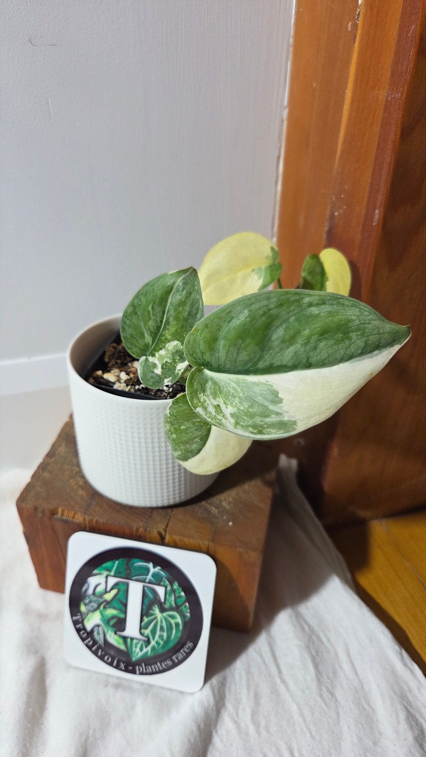 Scindapsus Silver Tattoo Variegata (SCI-698)