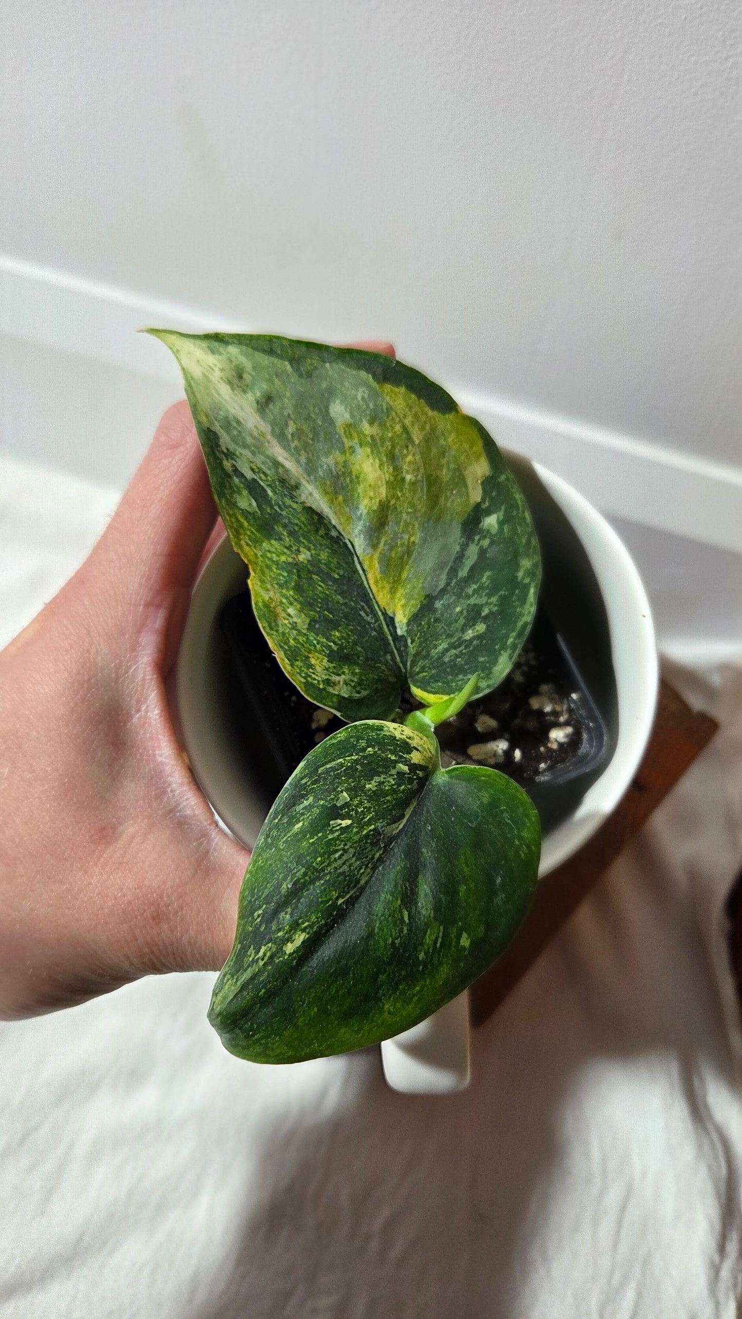 Scindapsus Dark satin Tricolore (SCI-1394)