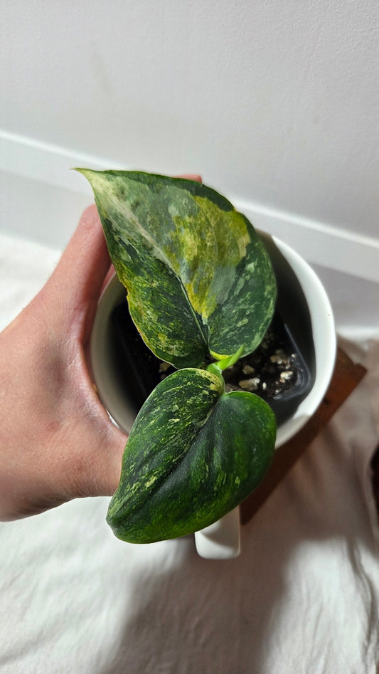Scindapsus Dark satin Tricolore (SCI-1394)