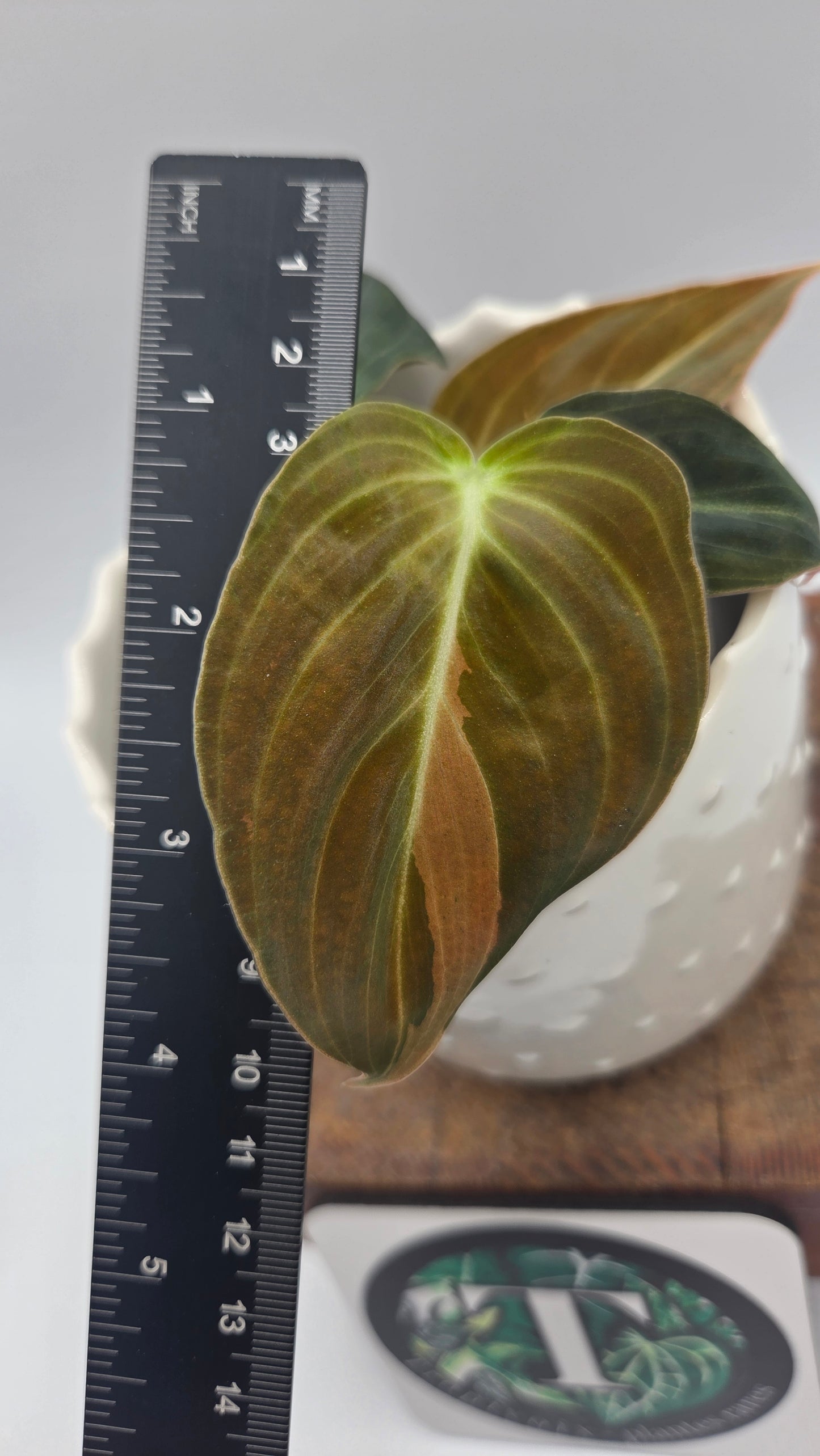 Philodendron Melanochrysum Variegata (PHI-1067)