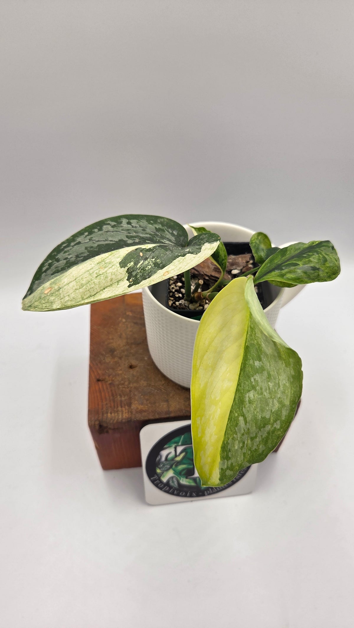 Scindapsus Kencana (SCI-1168)