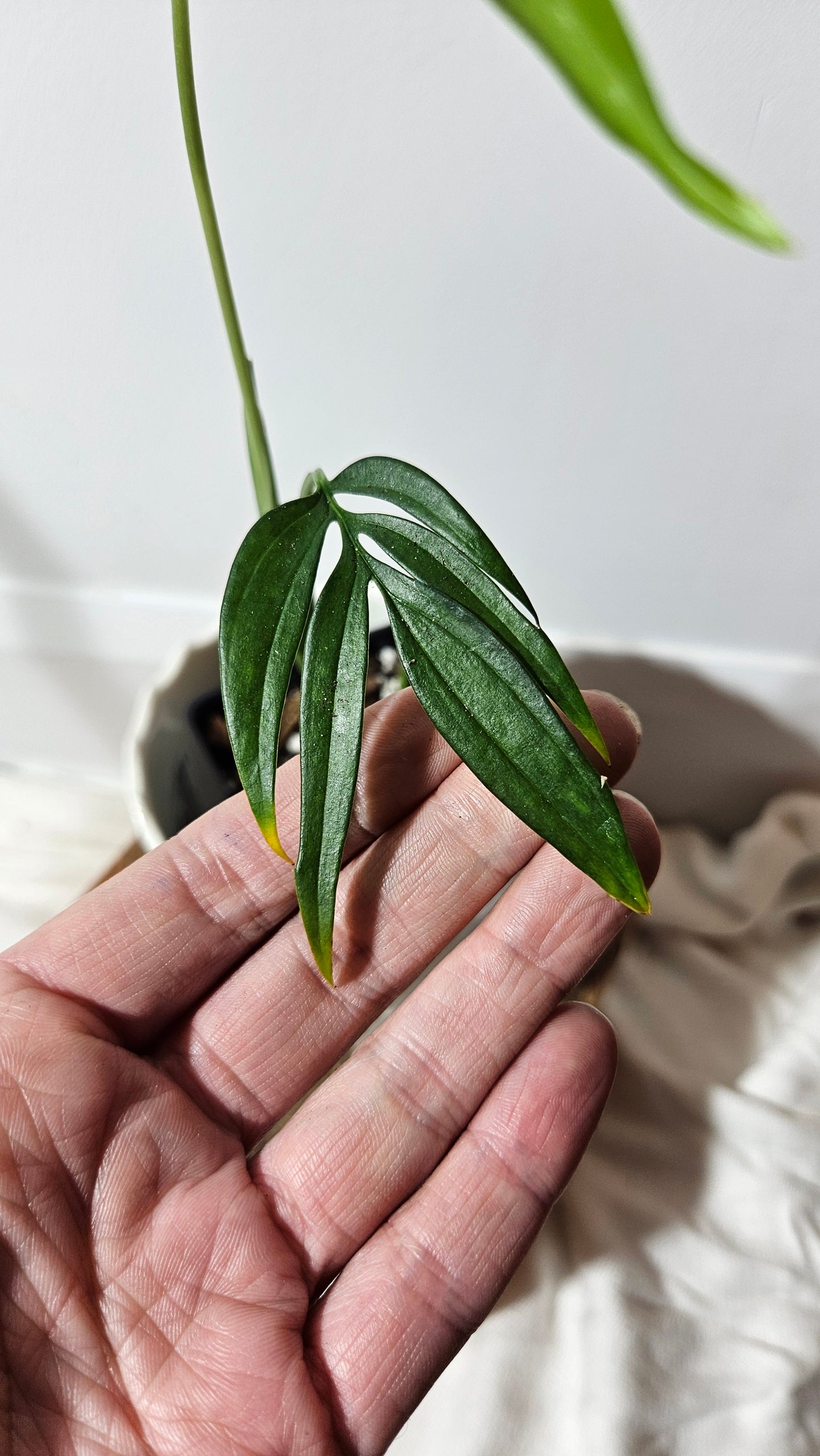 Monstera Subpinnata (MON-209)