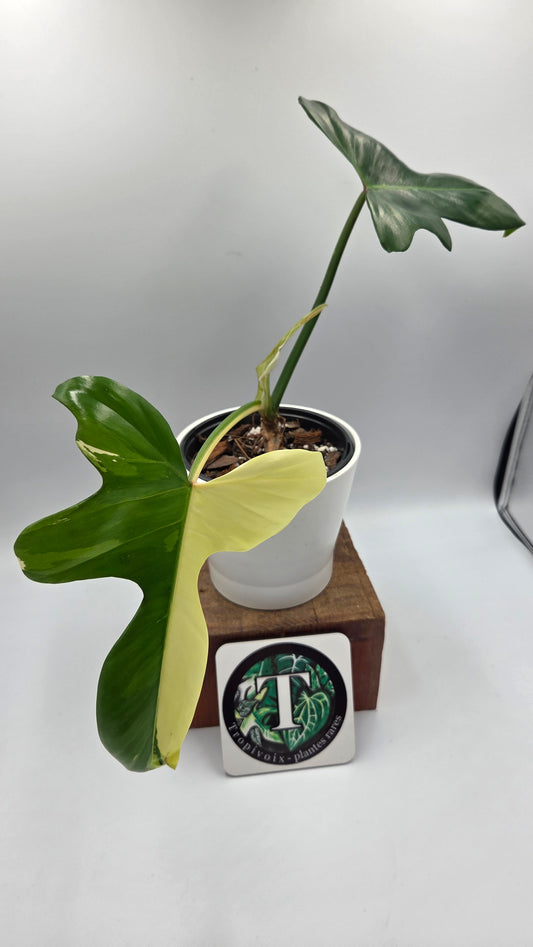 Philodendron Golden Dragon Variegata (PHI-1057)