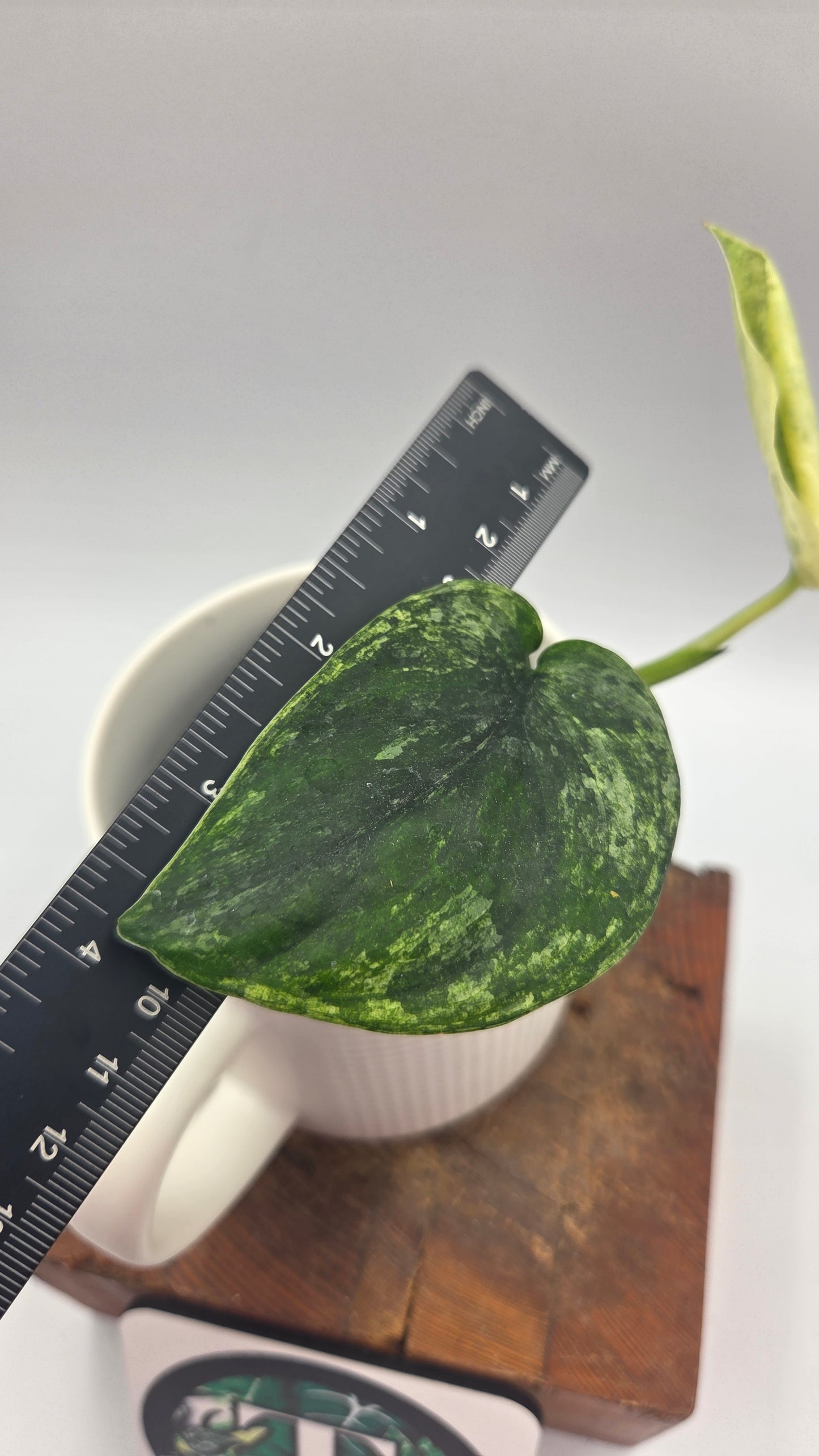 Scindapsus Silver Satin albo (SCI-1507)